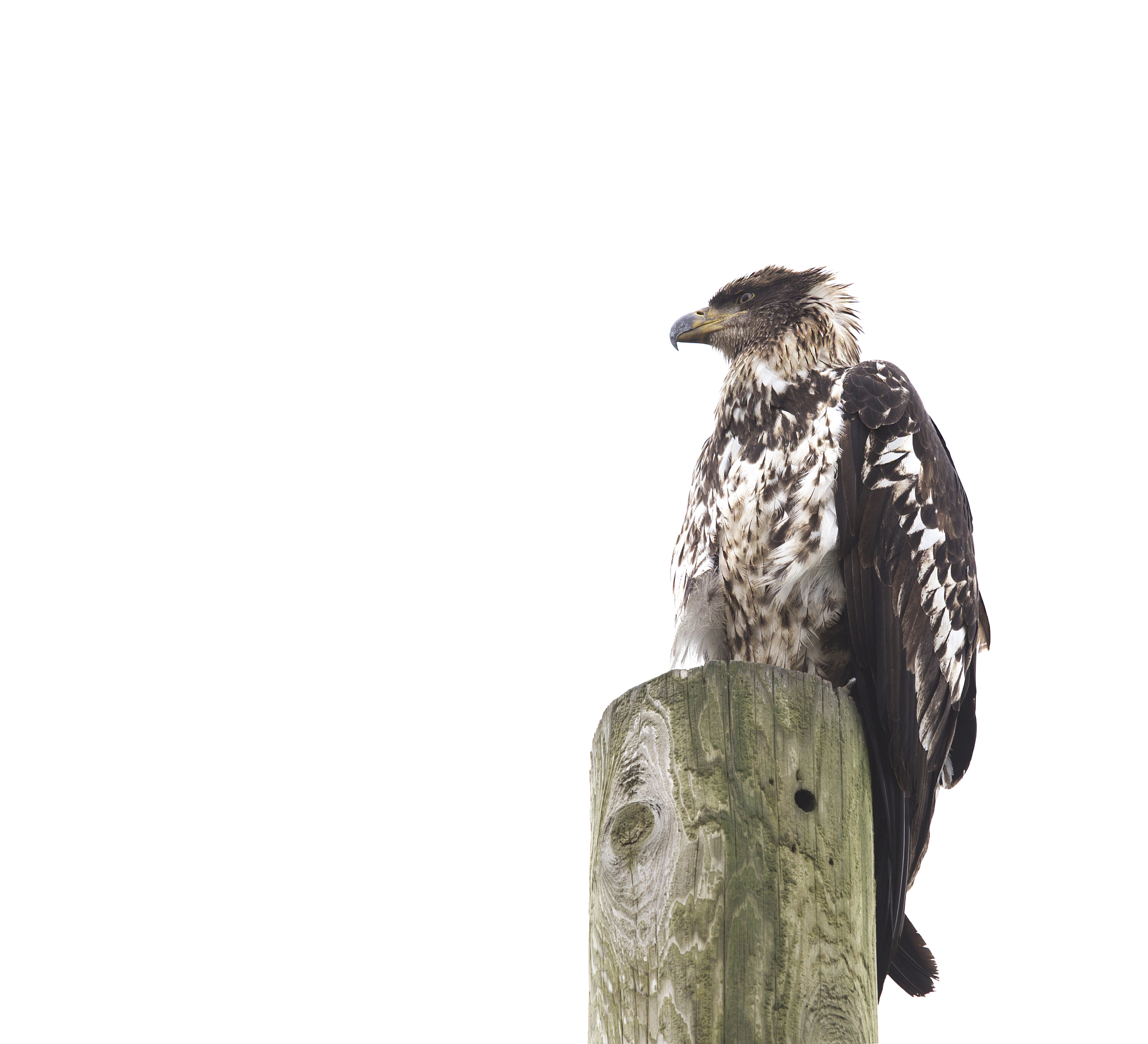 Who is the Strongest and Biggest Bird: Mighty Eagle vs. Terrance, Longneck Billy, and Short Vew?
