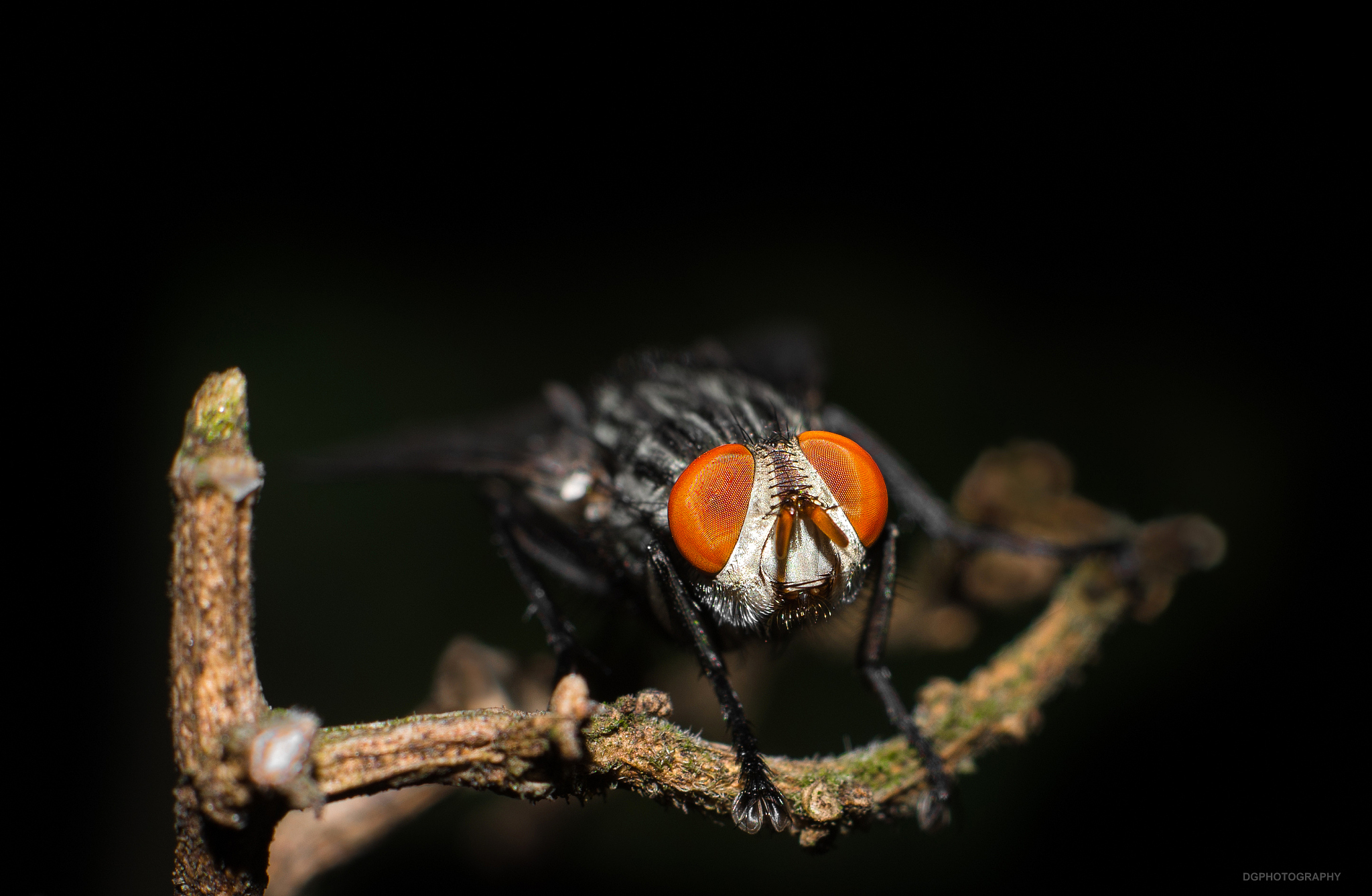 macro #3