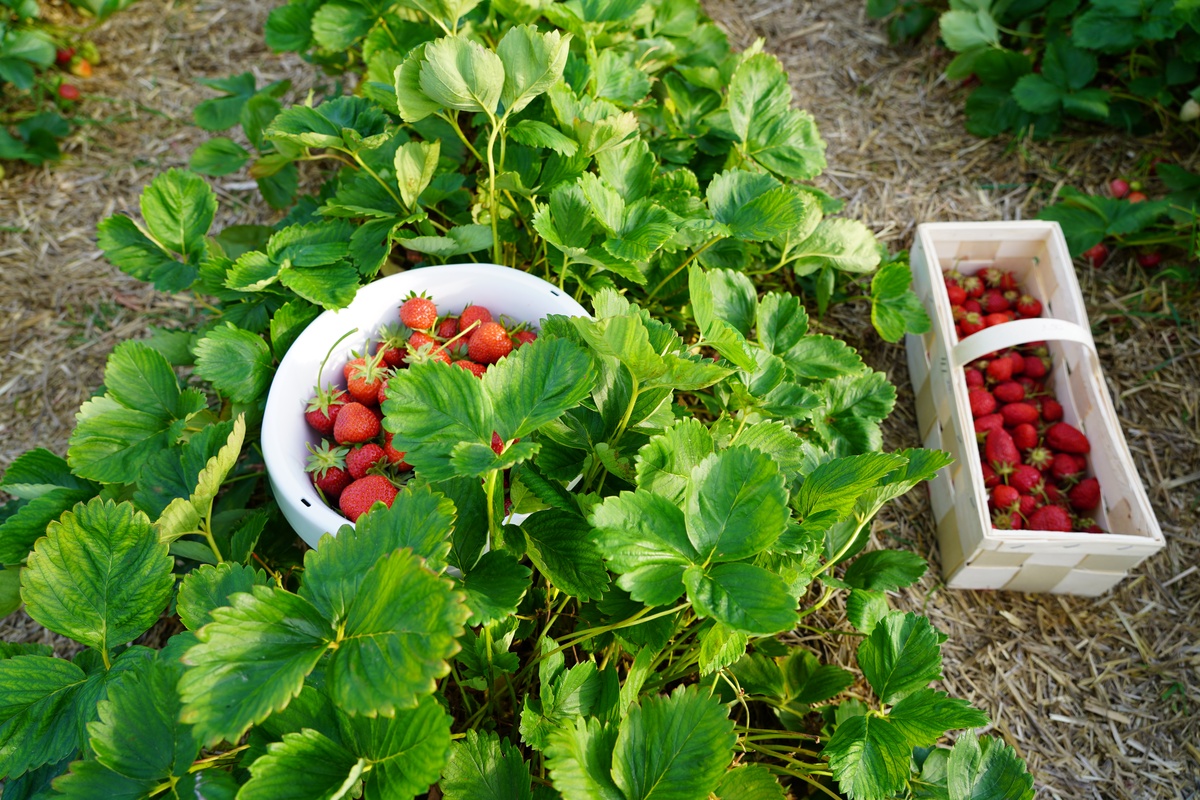 甘肃野生草莓种质资源调查与保护：摸清家底，科学利用