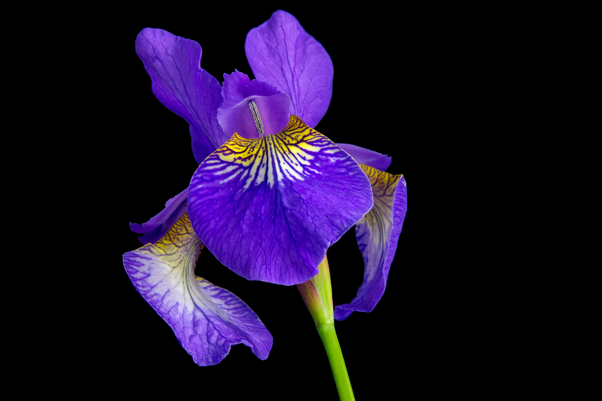 使用 Python Matplotlib 绘制鸢尾花数据集散点图