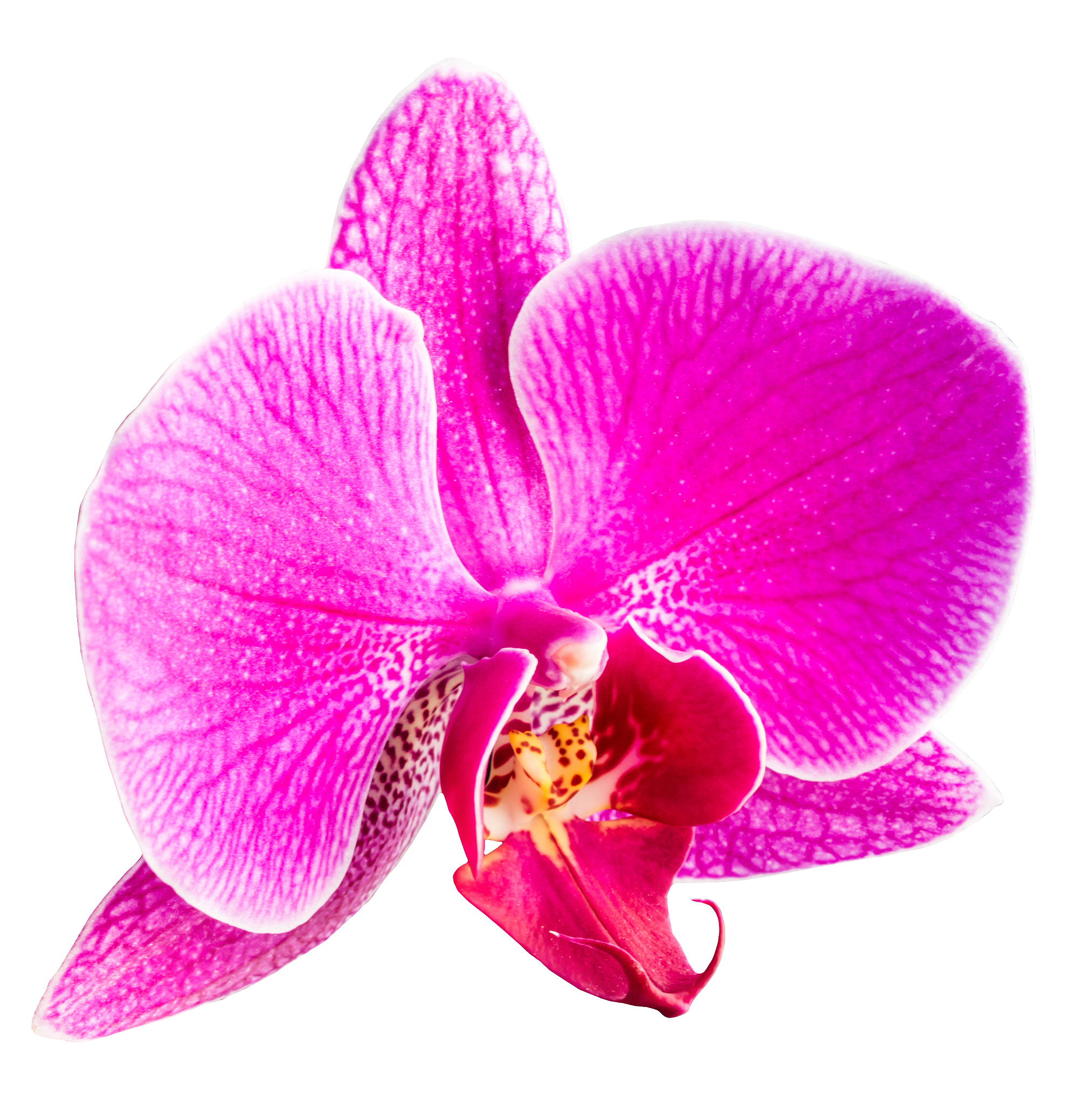 pink phalaenopsis or moth dendrobium orchid isolated on white ba