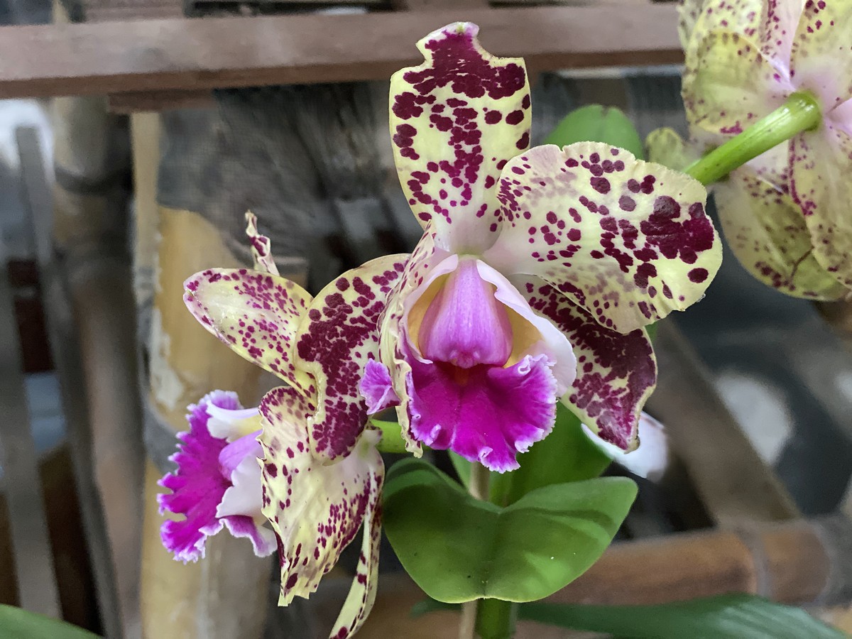 蝴蝶兰开花第二年怎么不开花是什么情况1500字