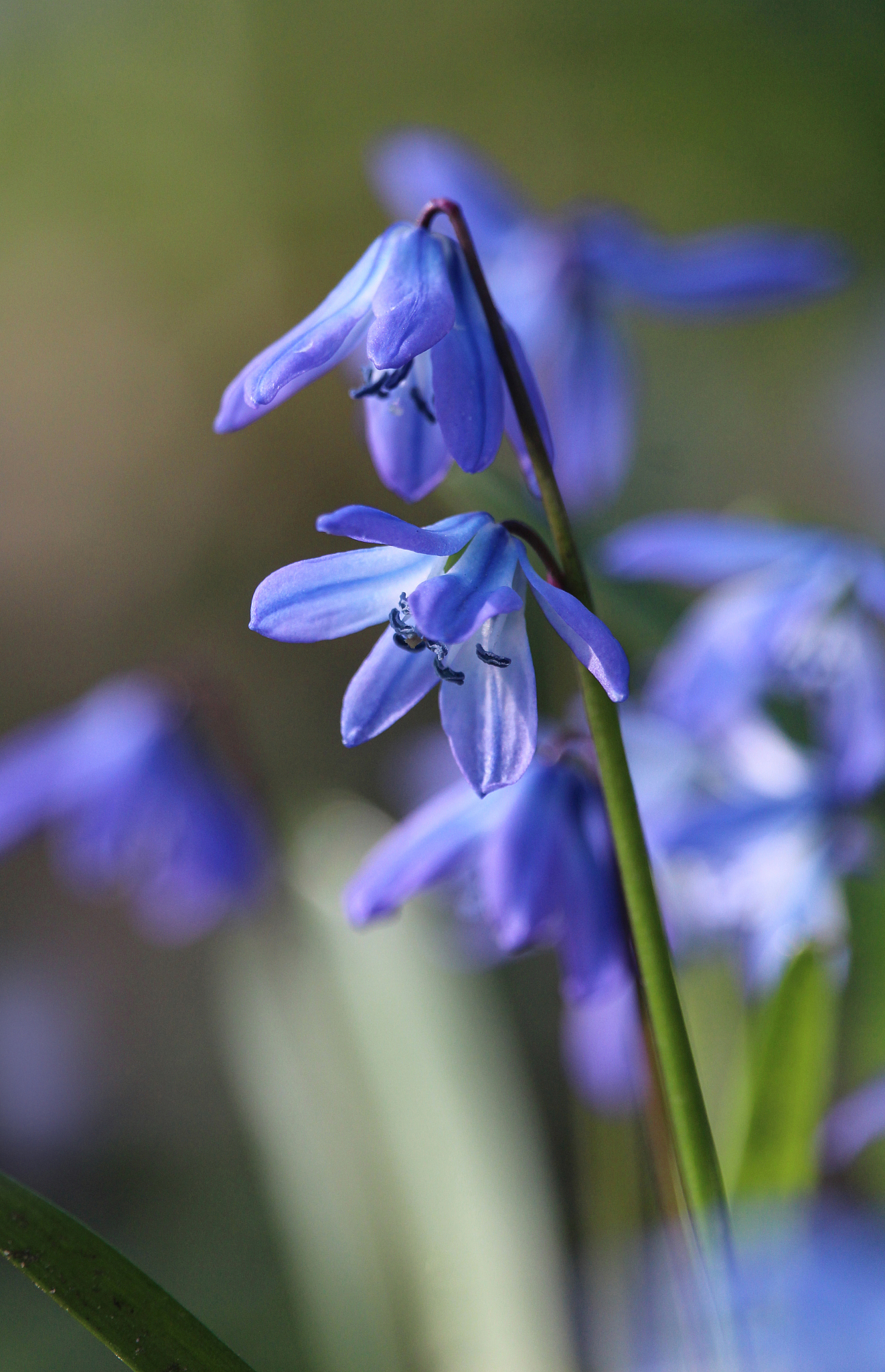 blue scilla siberica flowers in spring