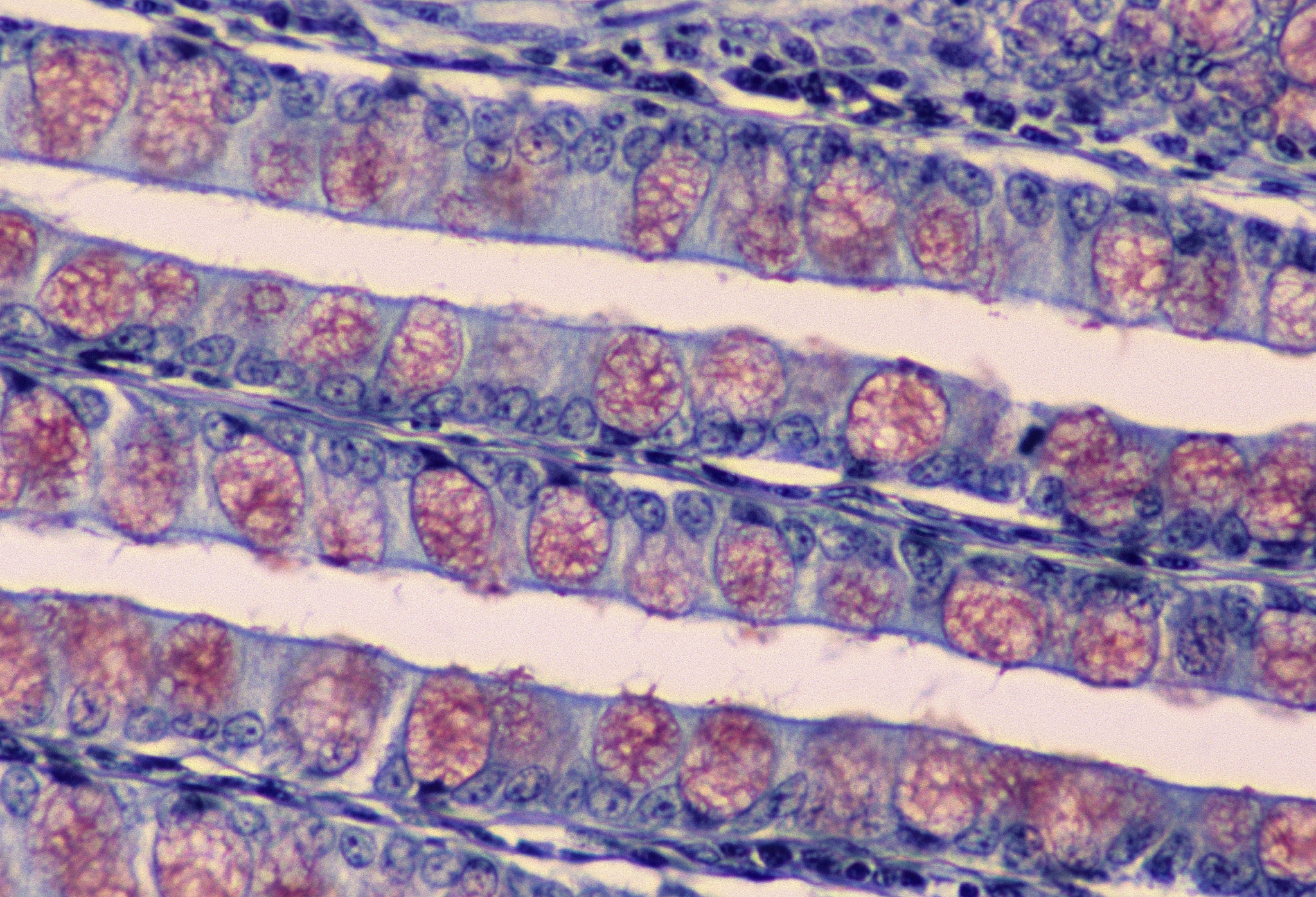在研究多孔介质裂隙中椭圆细颈喉道的参数Elliptical throat parameters in porous media fractures are studied在研究多孔介质裂隙时裂缝中间收缩的为细颈喉道而裂隙中间有椭圆形凸出部分的称为什么在研究多孔介质裂隙时裂隙中间有椭圆形凸出部分的称为椭圆膨胀喉道。孔隙和喉道连接称为孔喉而裂隙和喉道连接称为什么裂喉。在多孔介质中孔隙和喉道连接称为孔喉
