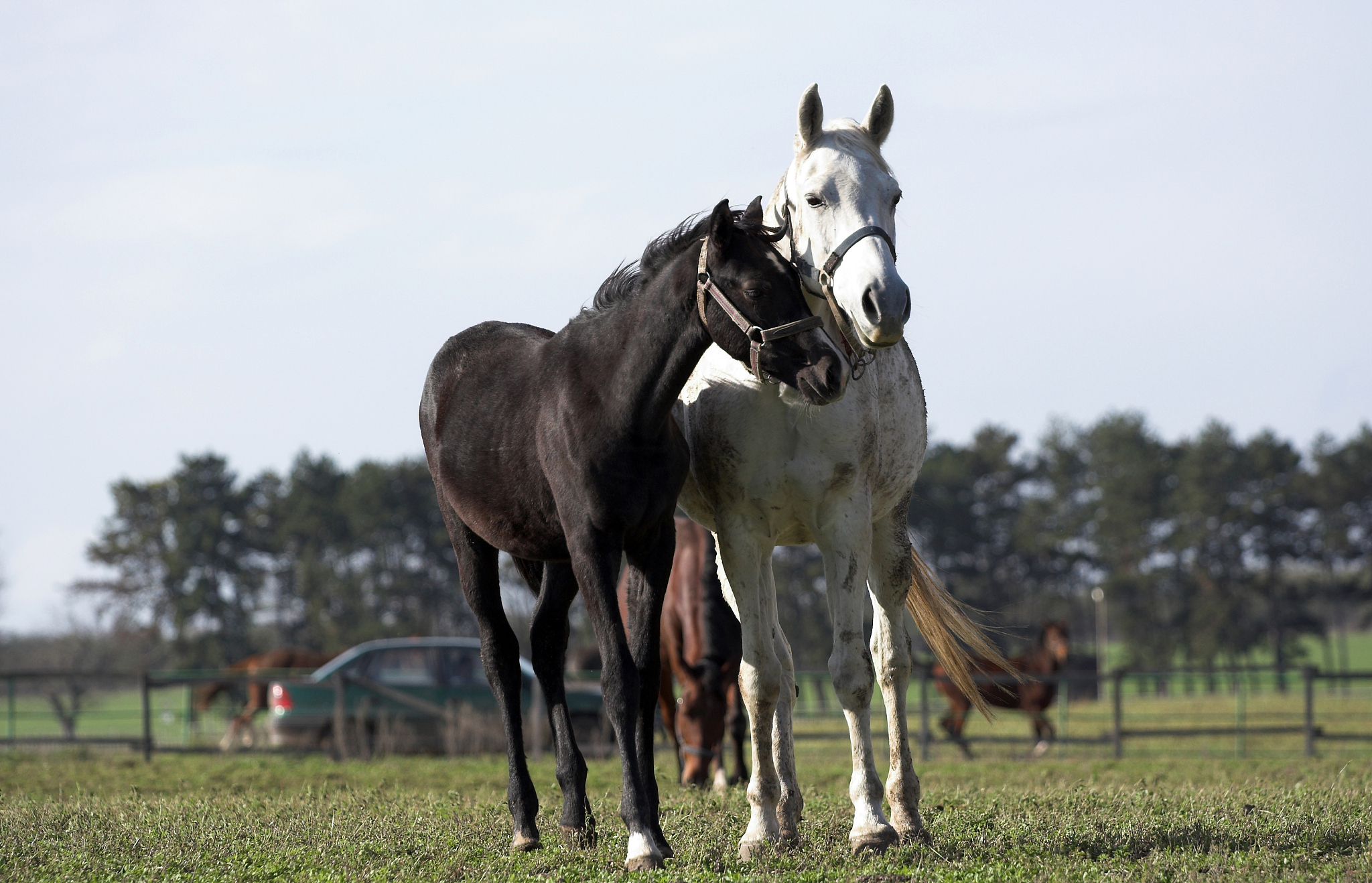 two horses