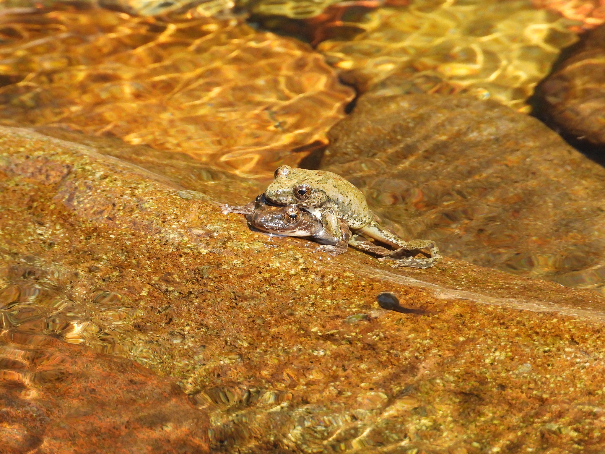 把以下文章重复内容去掉让文章更为流畅可以变动更好的词组重新排版可以加入一些观点和相关知识点让文章内容丰富：一只小雨蛙生起气来有多可怕今天就带你看看地球上最凶猛的沙漠雨蛙沙漠雨蛙的学名叫散游短头蛙圆滚滚的外表看上去就像一个小馒头所以人们又给它起了个可爱的名字叫馒头蛙别的蛙类一般都是生活在雨林里或池塘边而沙漠雨蛙却特立独行生活在非洲南部高温干旱的沙漠化地区沙漠雨蛙这个名字的由来其实也很简单意思就是在沙