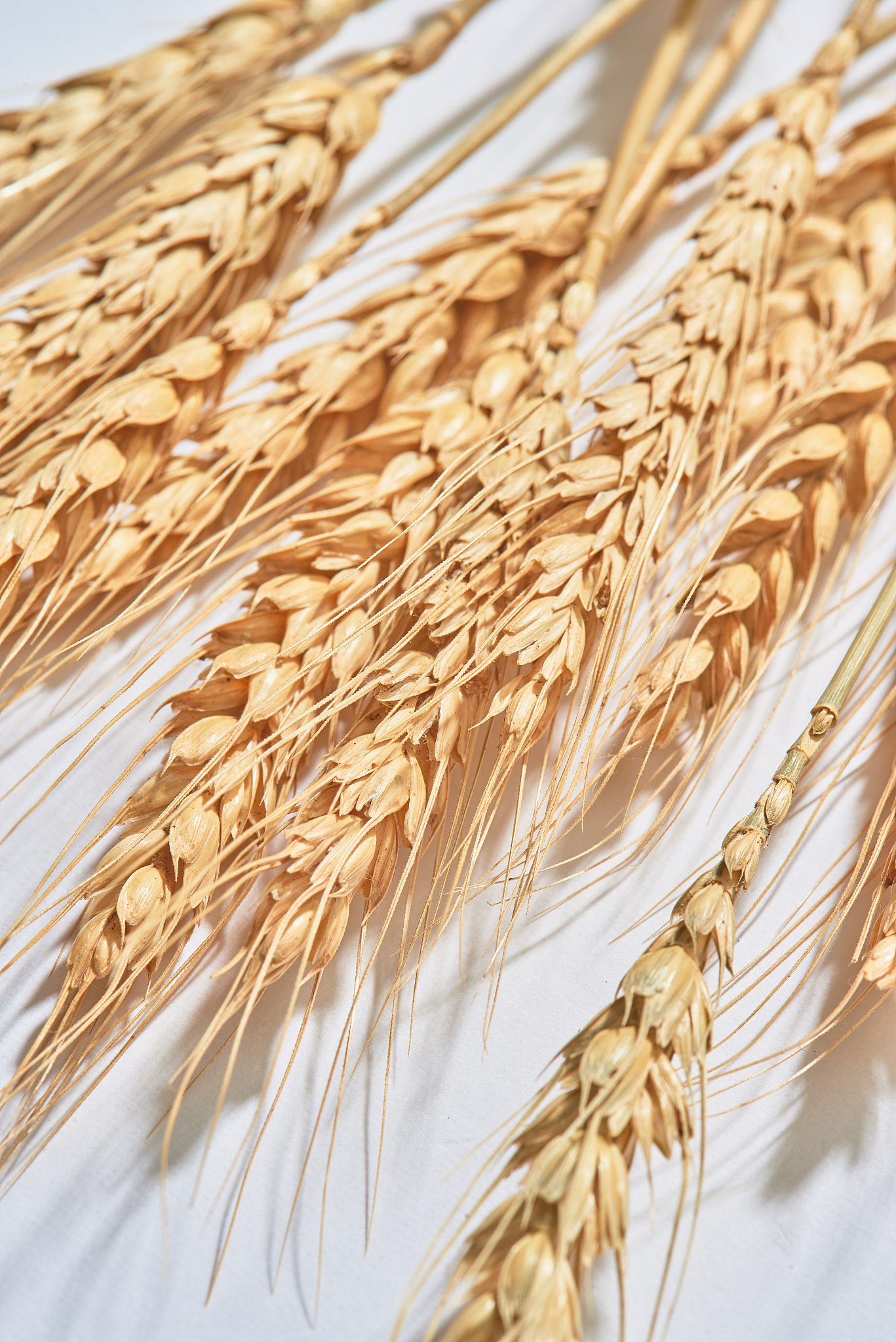 美国小麦品种多样性百年增长：科学选择的成果