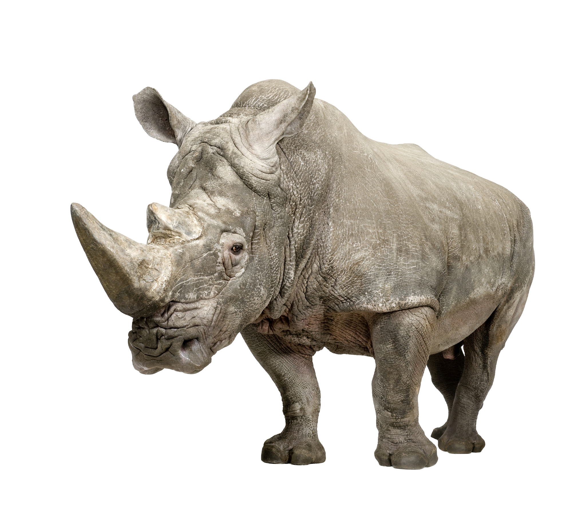 white rhinoceros ( +/- 10 years)