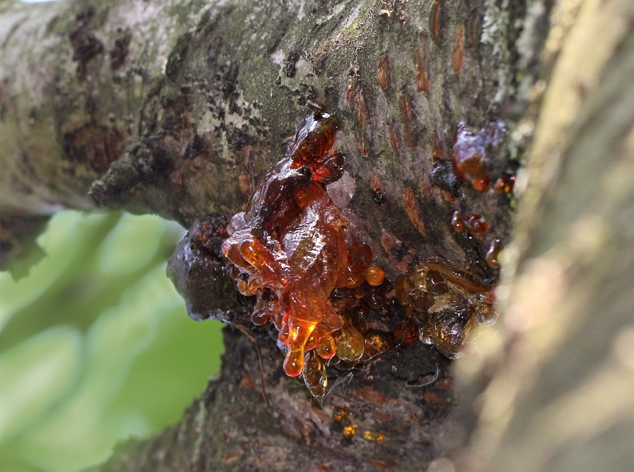 natural resin of a tree, medical raw material