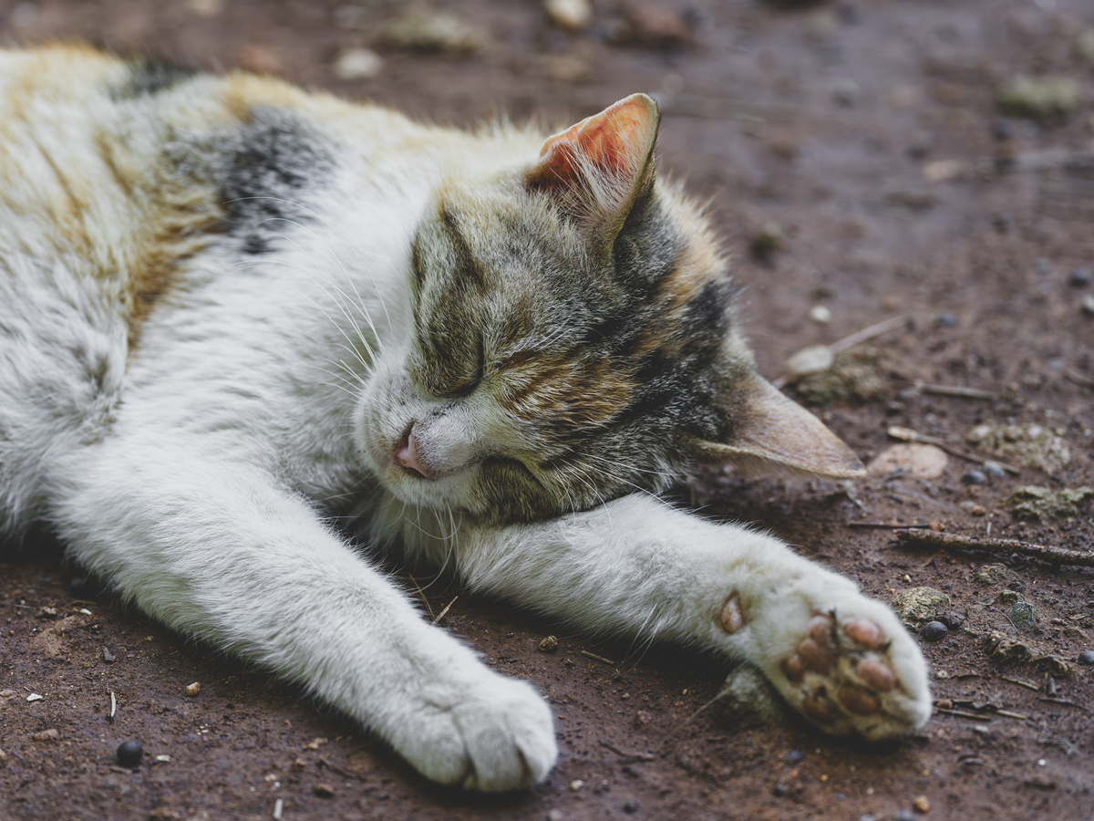 猫咪的心事：当你丢弃我，我会害怕吗？