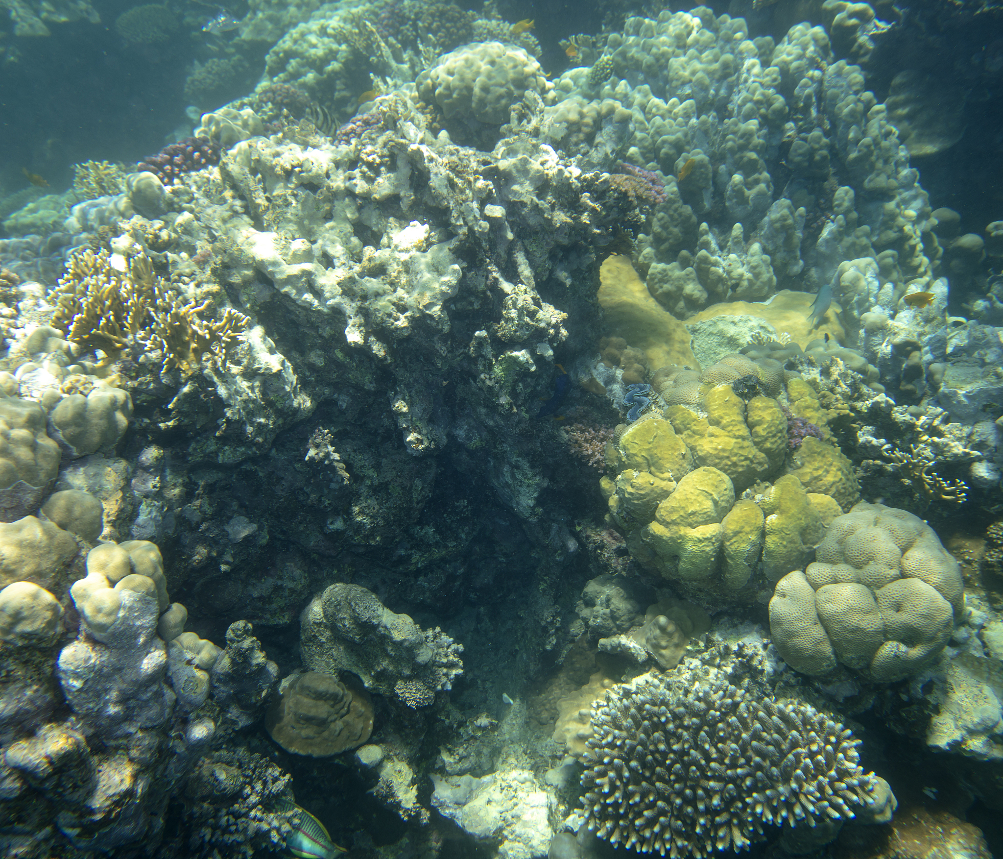 有关珊瑚礁的科普故事