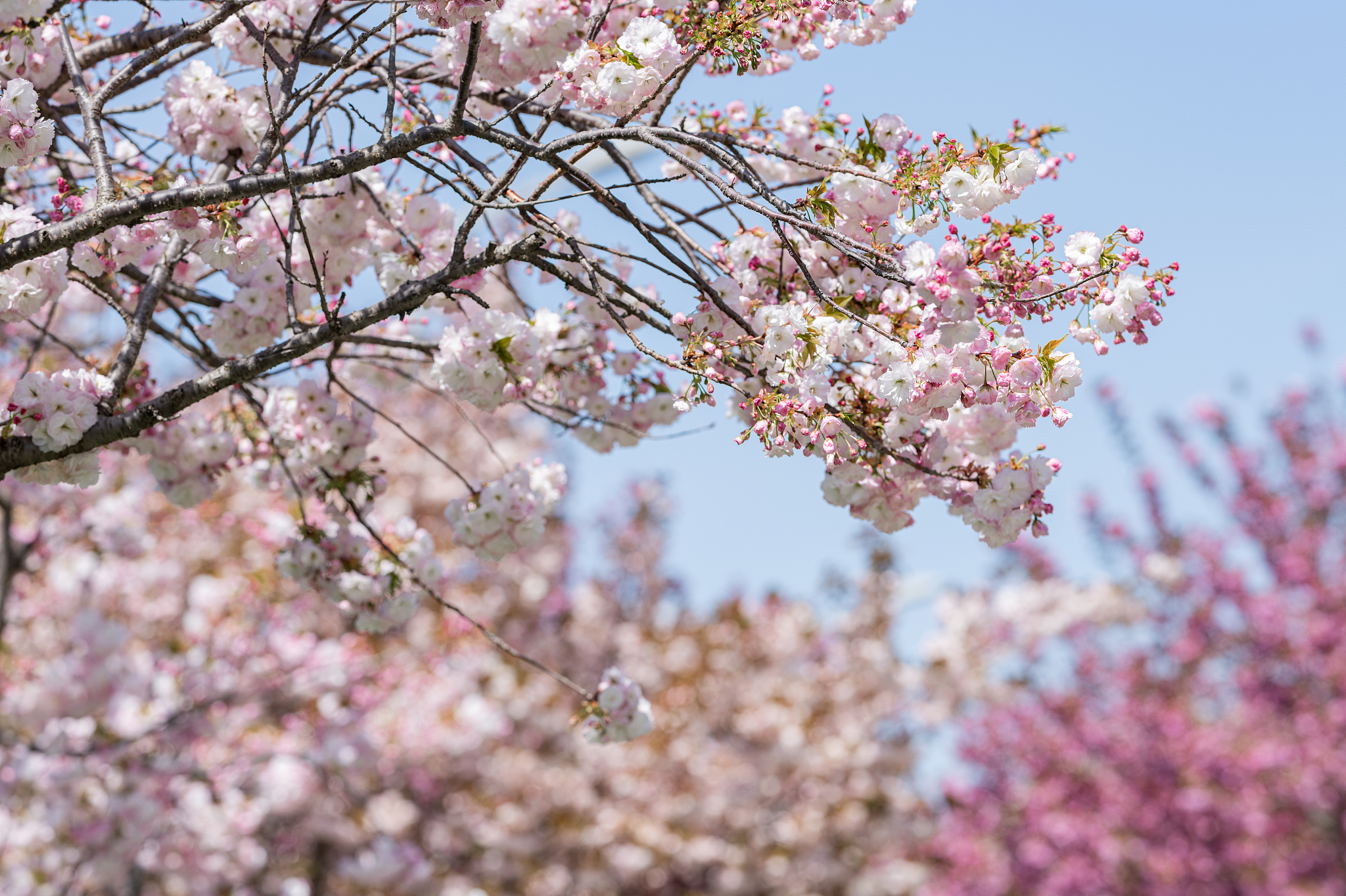 樱花的故事：象征意义、文化传承与旅游胜地