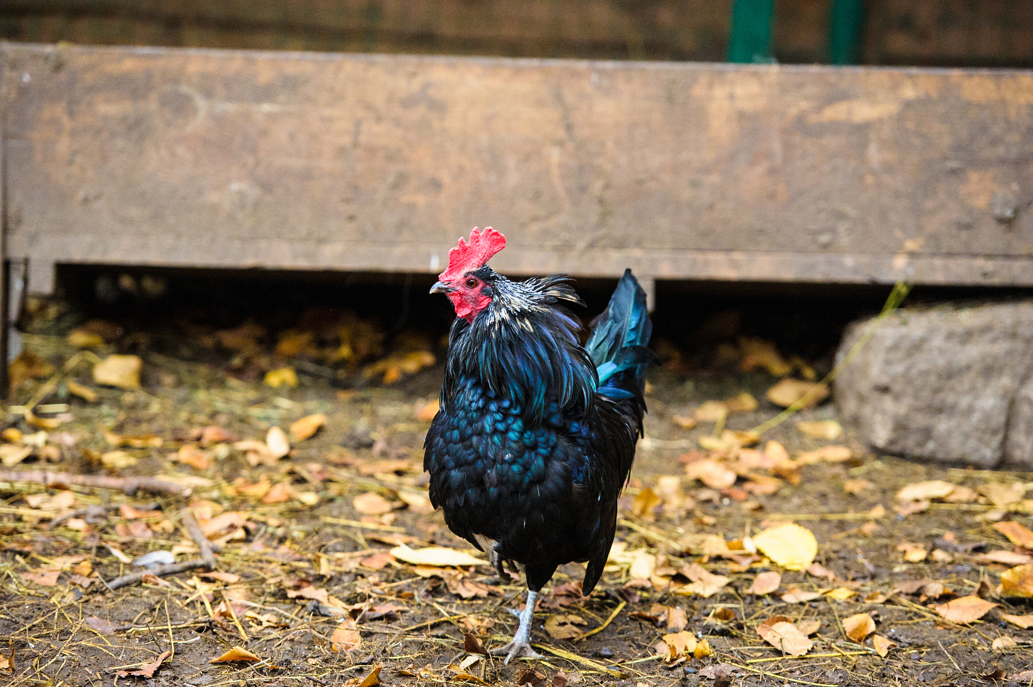 chicken