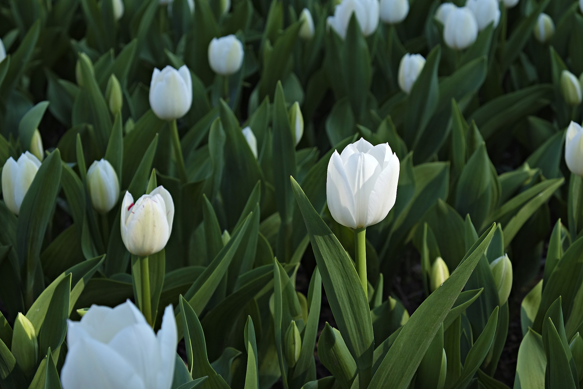 colorful tulips in sun light growing in the city park.