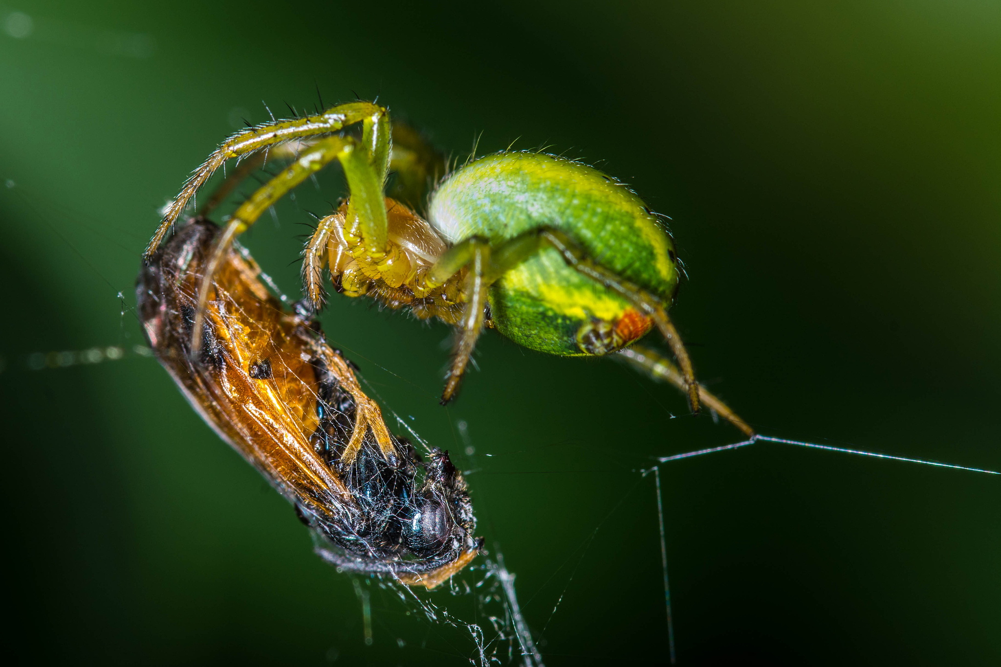 kürbisspinne araniella cucurbitina