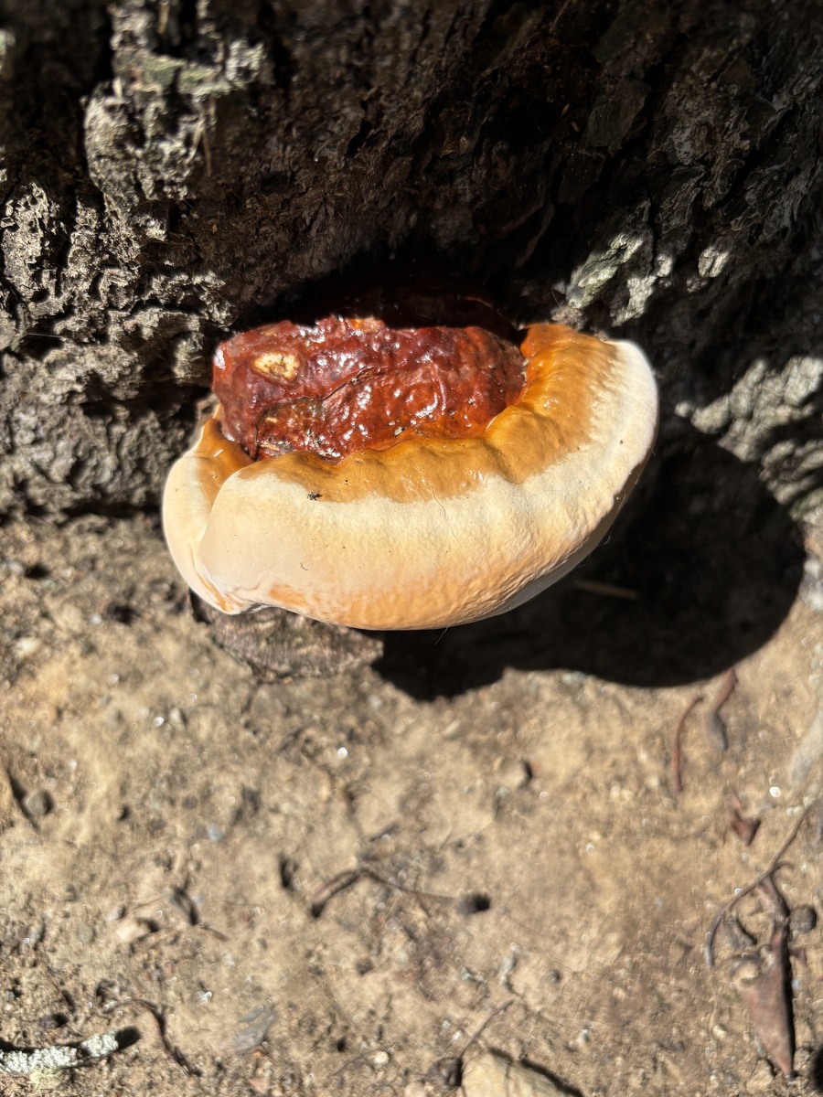 灵芝孢子粉产品解读