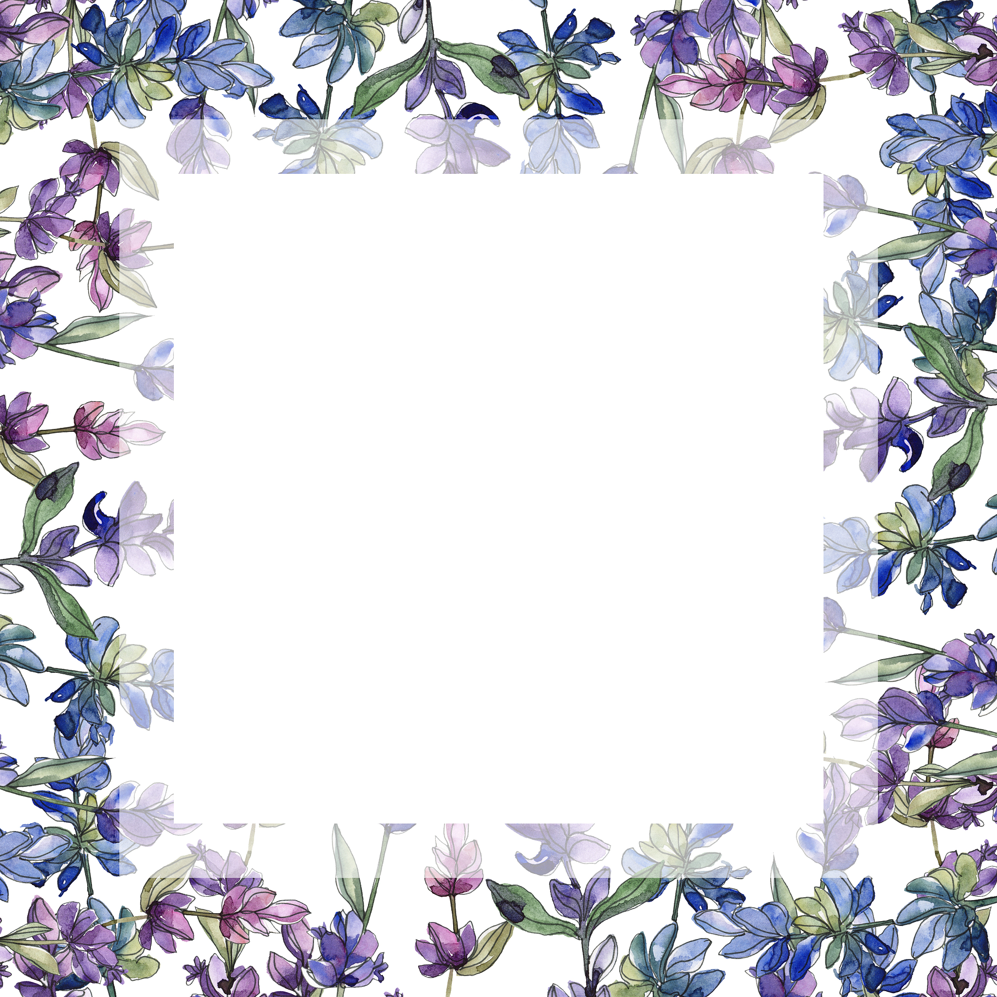 purple lavender. floral botanical flower. watercolor background 