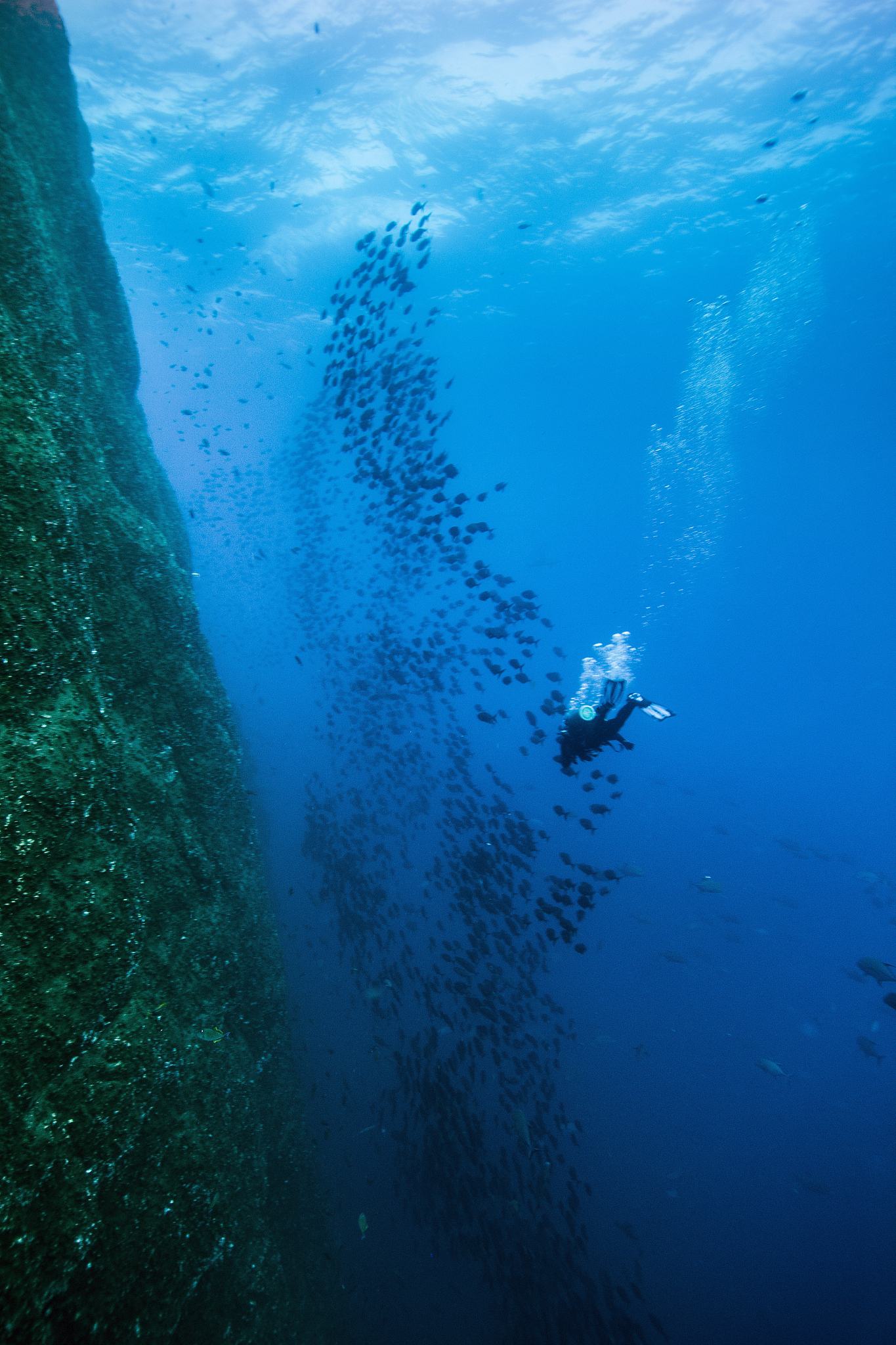 underwater photograph of scuba diver near school of fish and wal