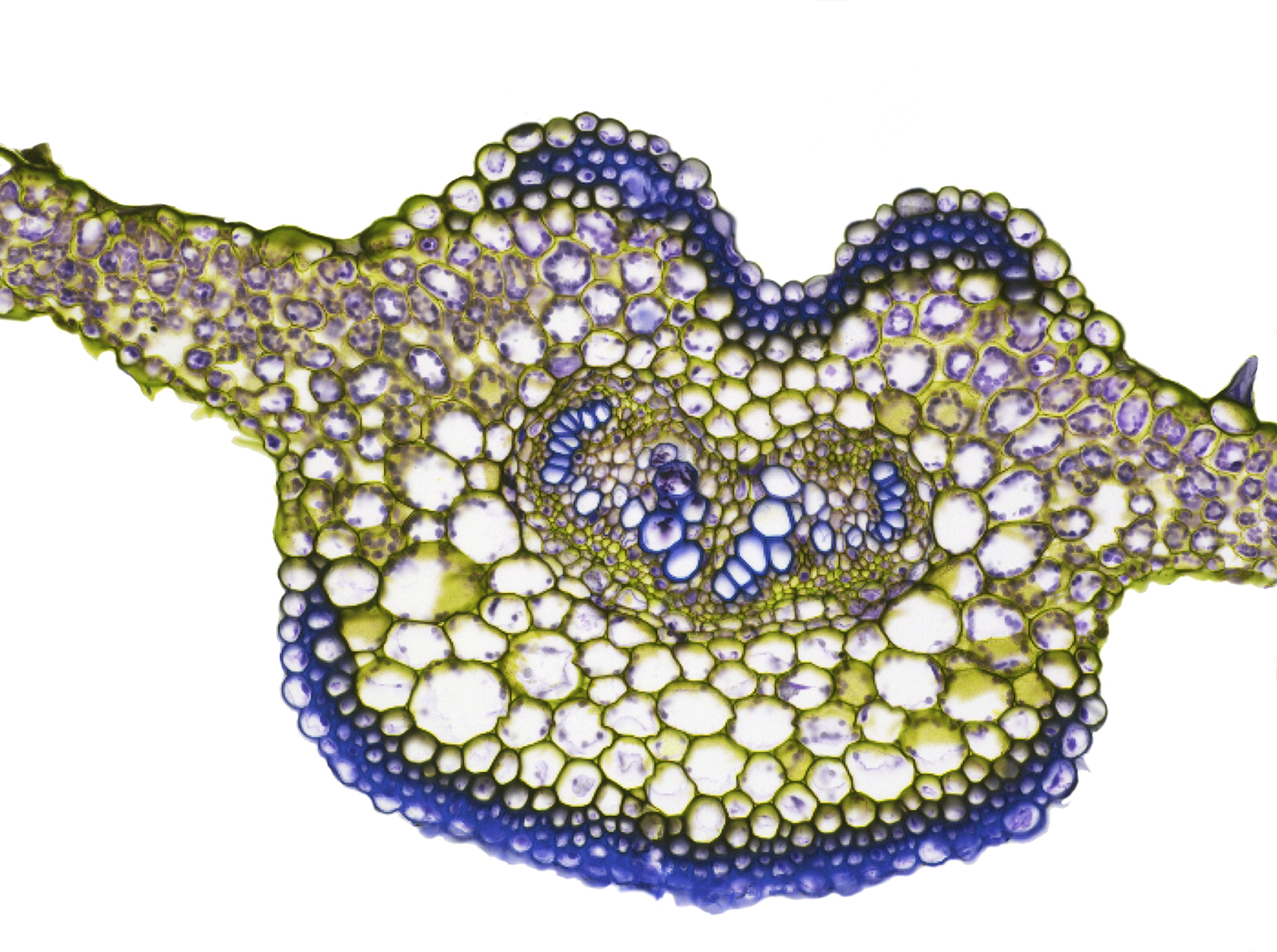 and the coefficient  is the internal physiological propertyeg genetically fixed of the plant measuring the efficiency of production of defensivesubstances翻译