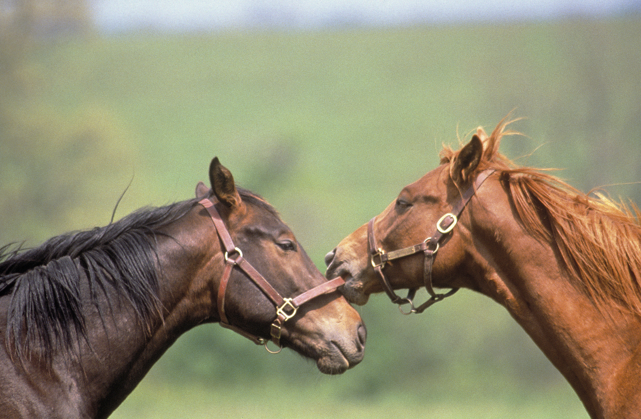two horses licking each other