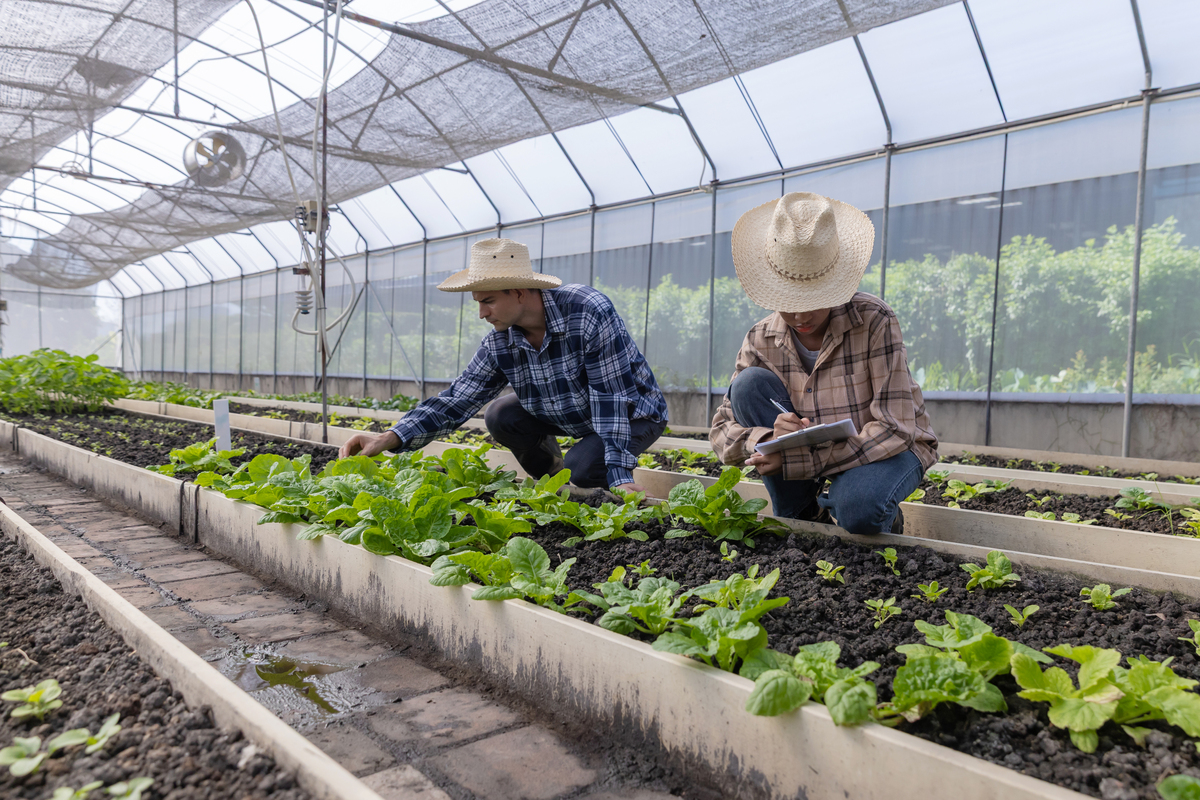 西安蓝田县150亩高效蔬菜种植项目：打造省级设施农业龙头企业