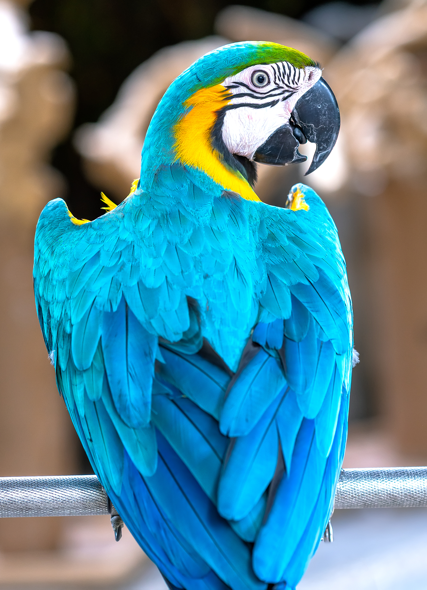portrait colorful macaw parrot on a branch.