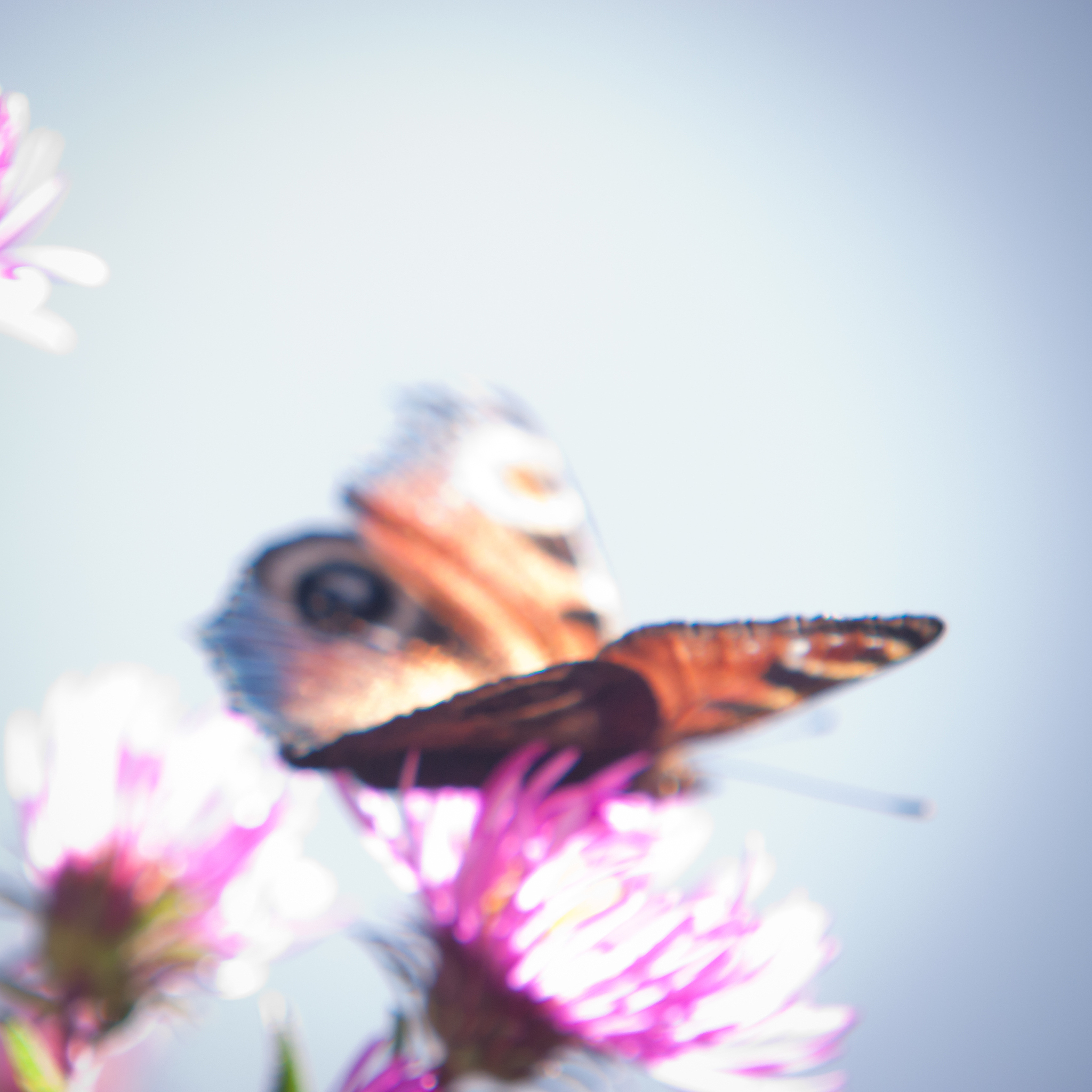 蝴鸟：奇妙的幻想生物，用线拴的牢，不怕大风吹就怕细雨飘