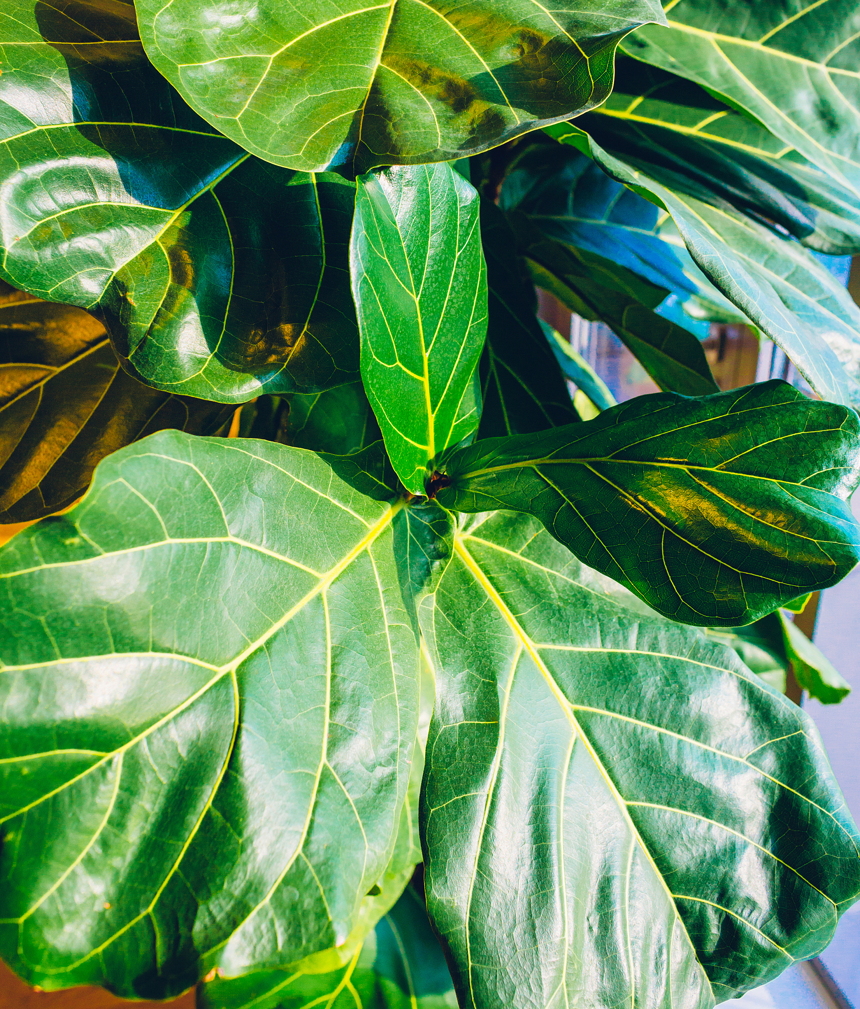 indoor exotic tropical plant in the sunlight near the window