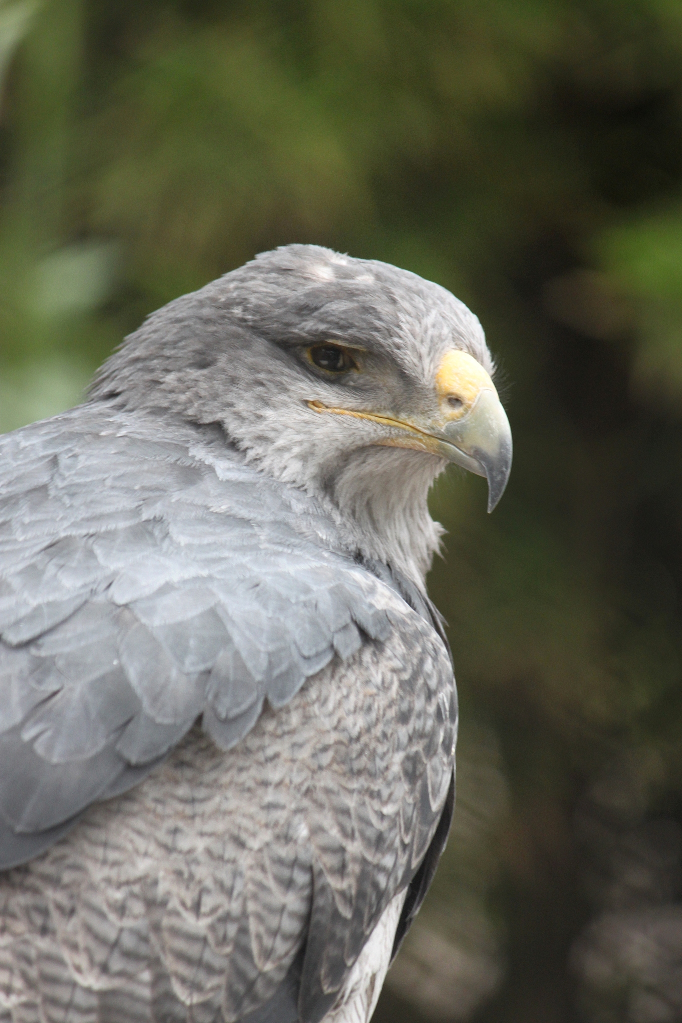学习c语言的入门书籍推荐