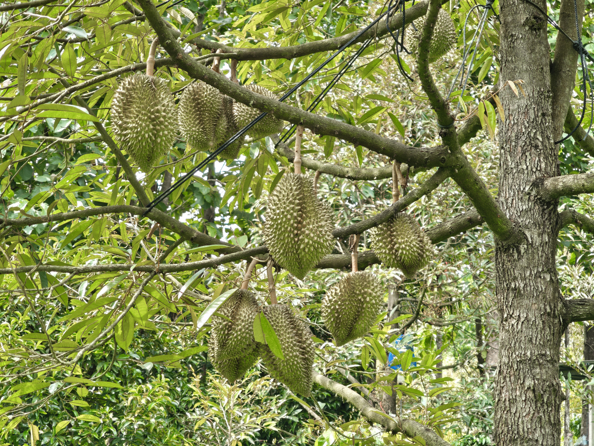 A级果榴莲帮我用200字详细描述