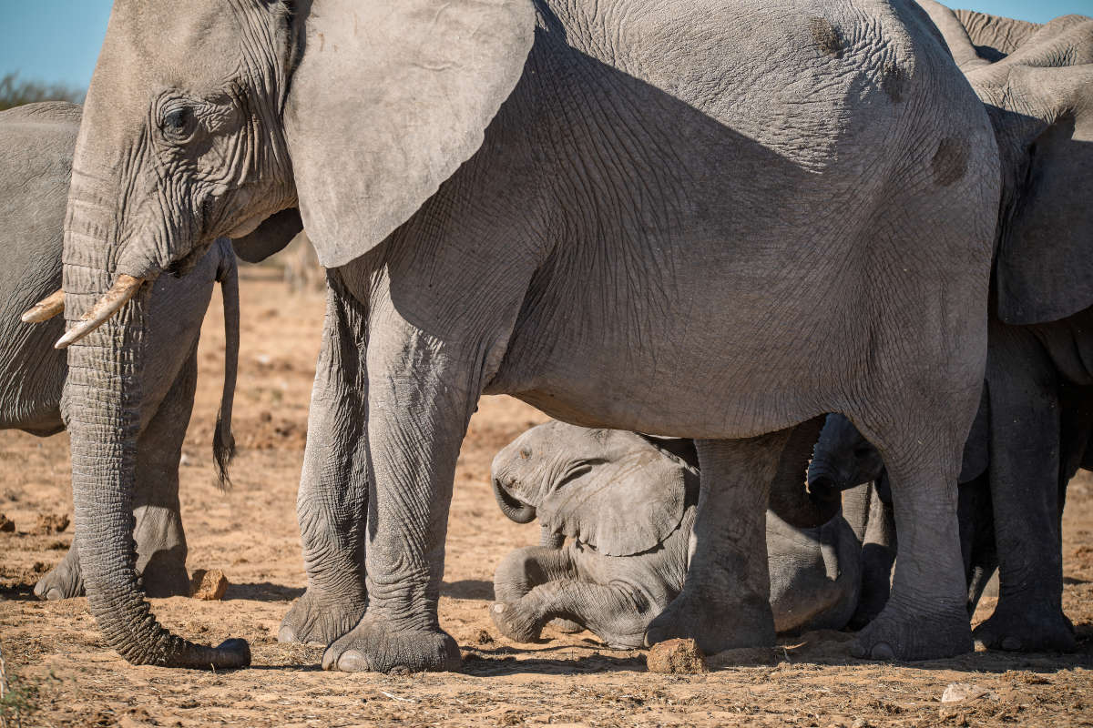 大象寿命：平均多少年？最长能活多久？