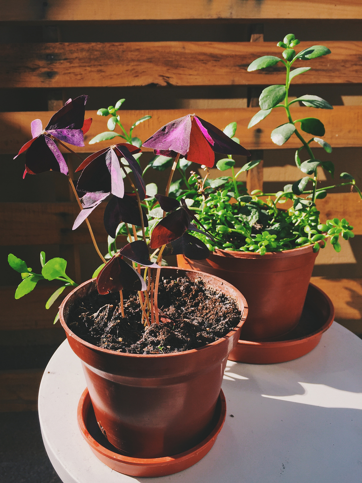 玻璃海棠扦插育苗：方法、时间和开花技巧