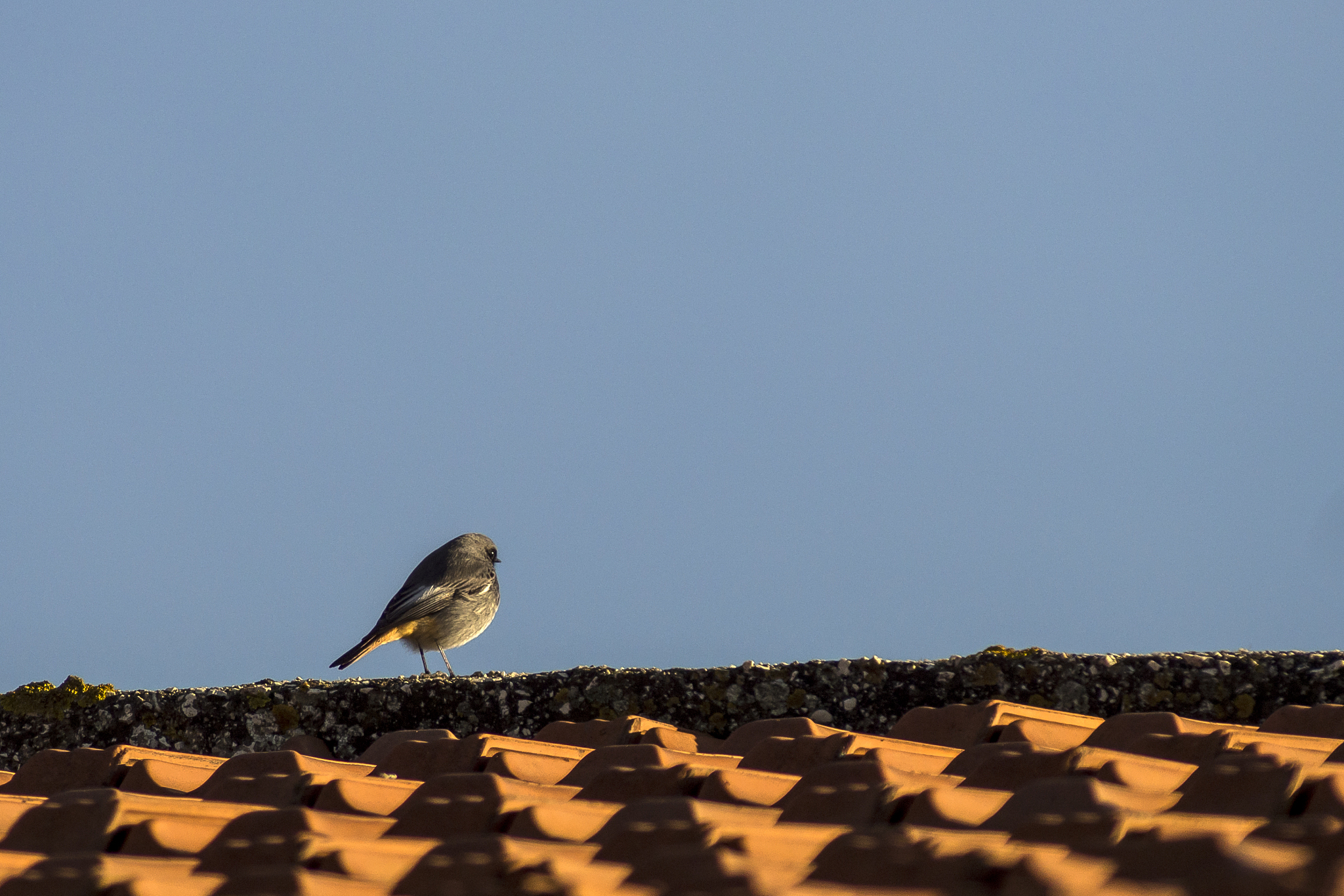 what is the original theory of The early bird catches the worm!