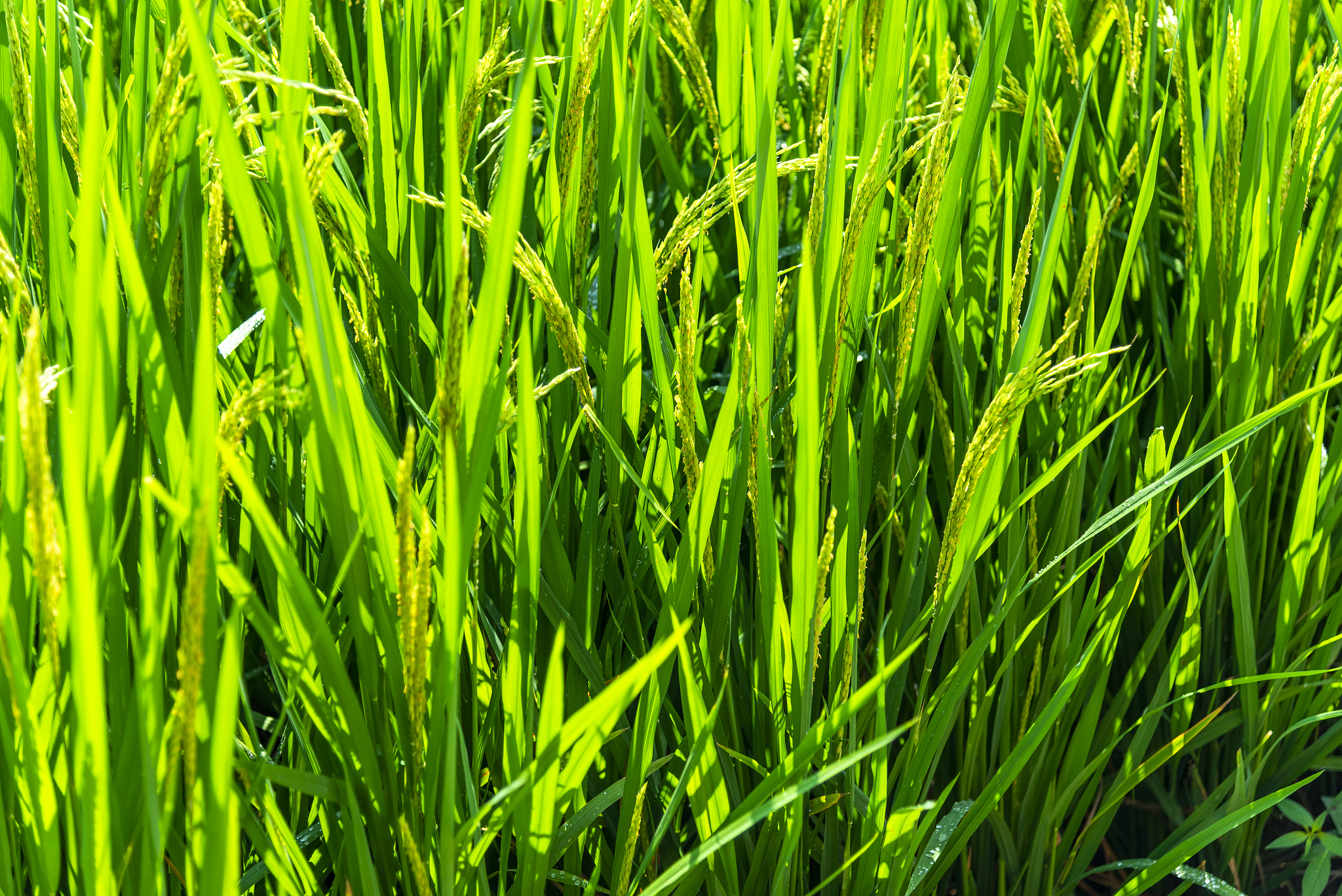 北京林业大学：设立农村发展与管理专业