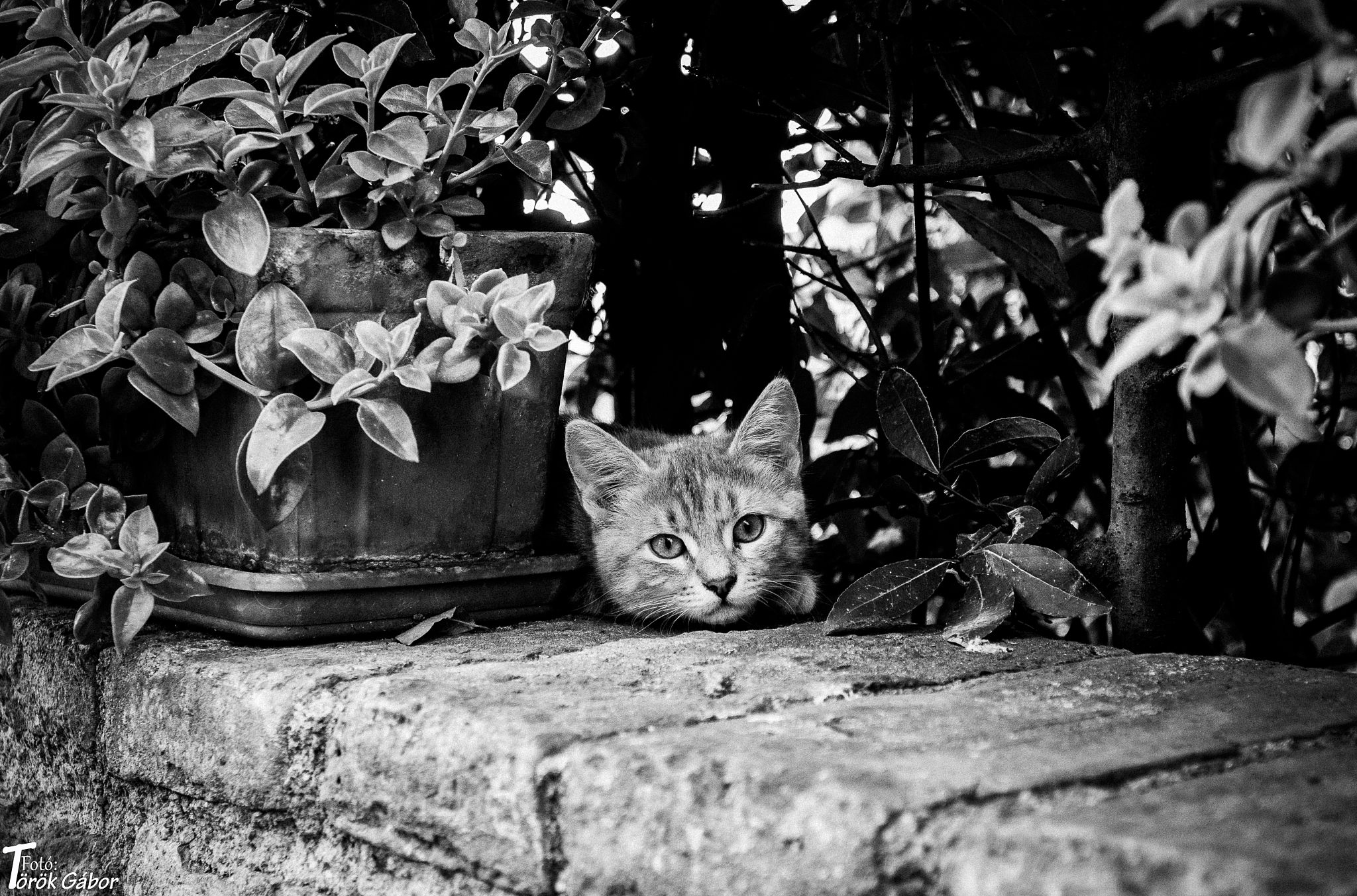 kitty