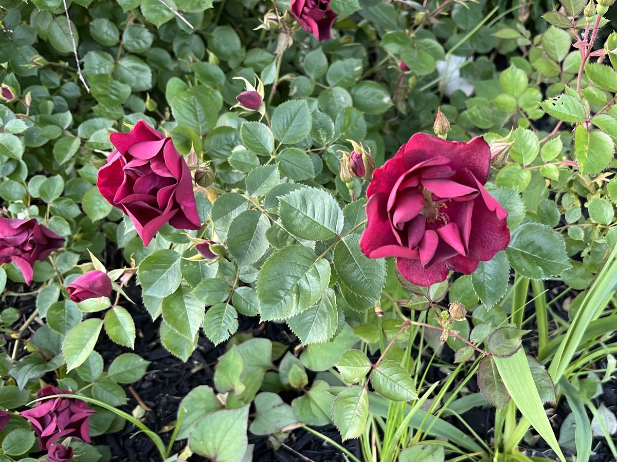 如何让玫瑰花朵更大更漂亮？9个管理技巧助你实现