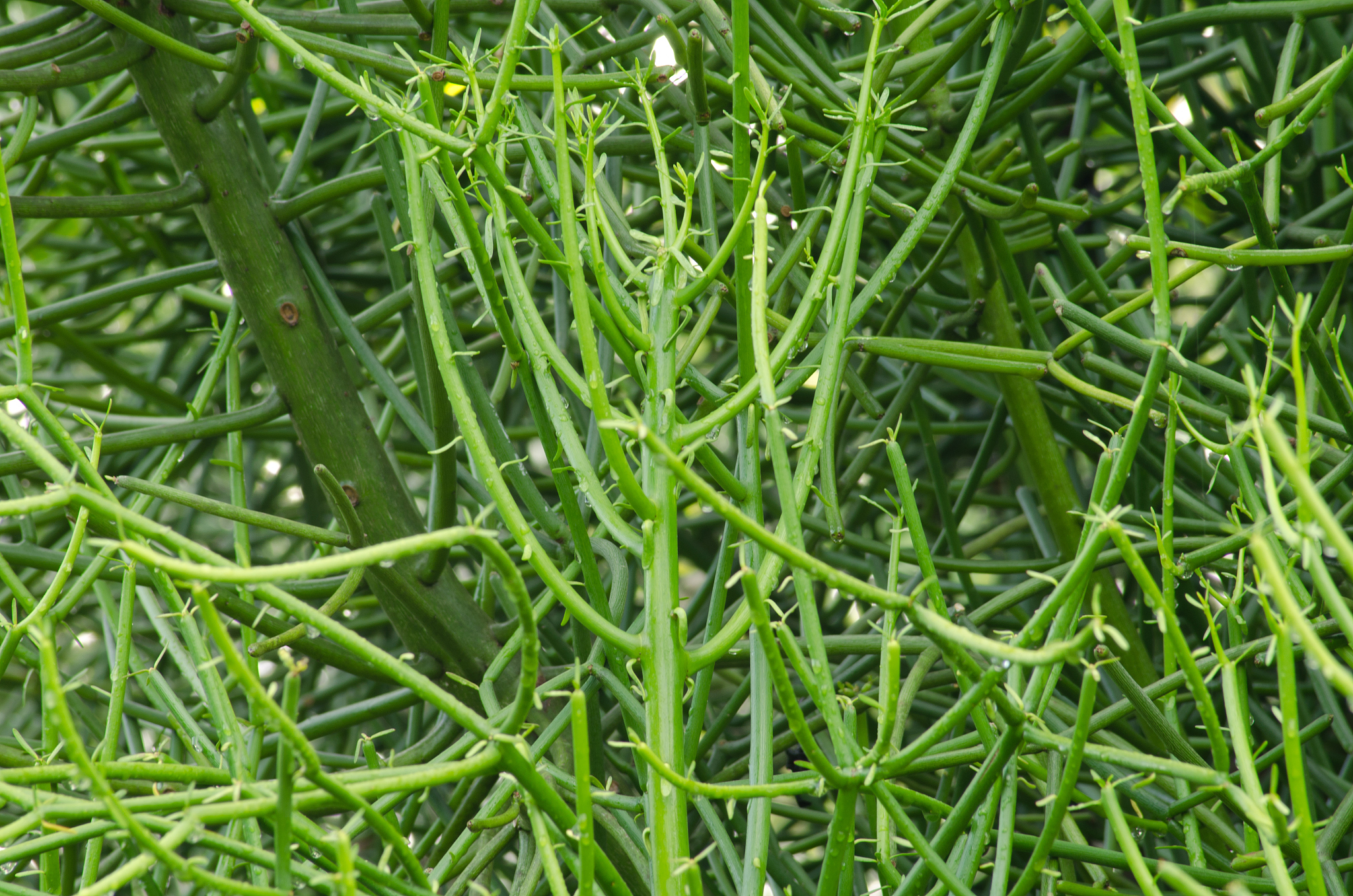 milk bush