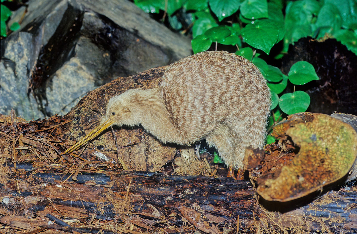 动物界的冷知识