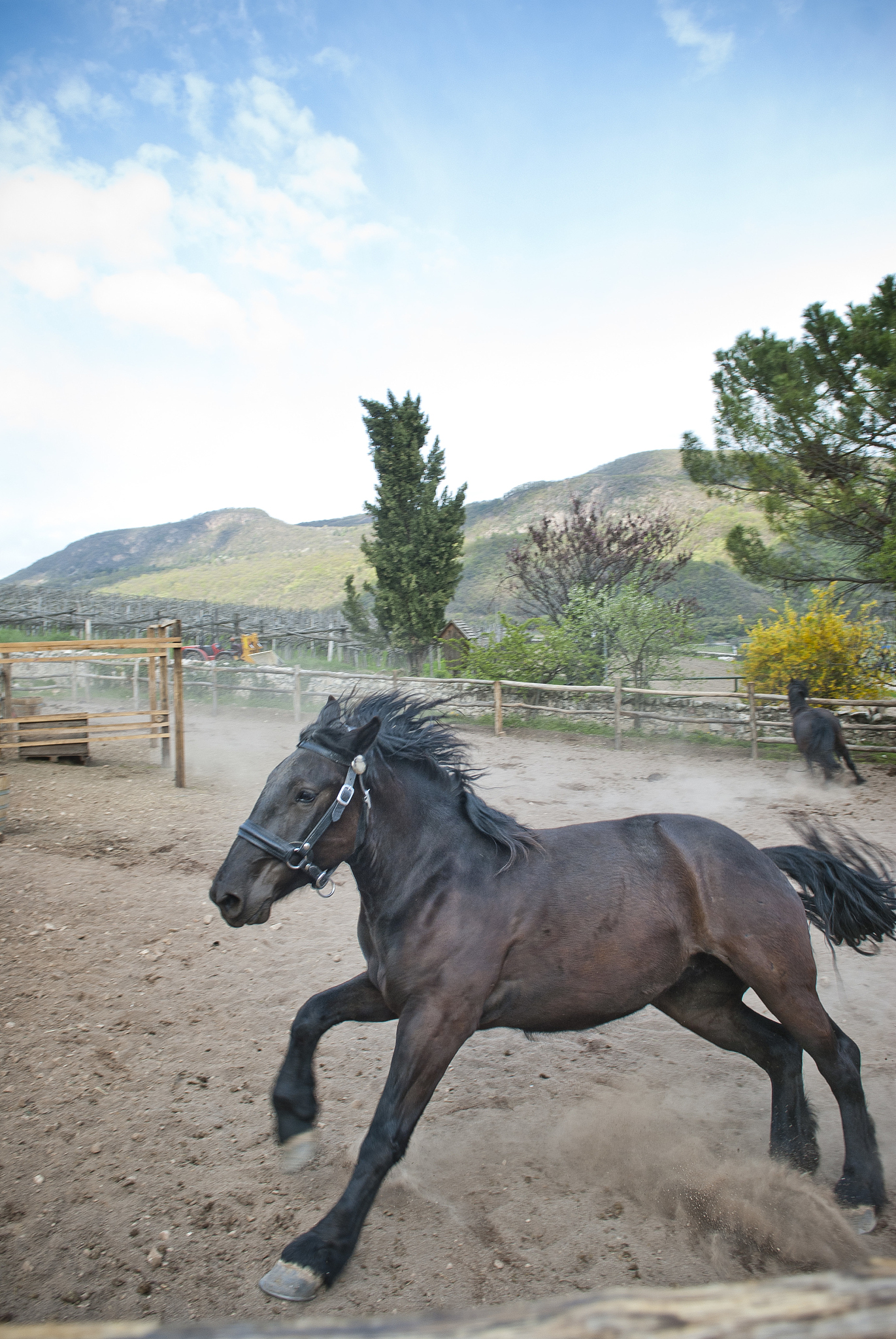 horses running in corral