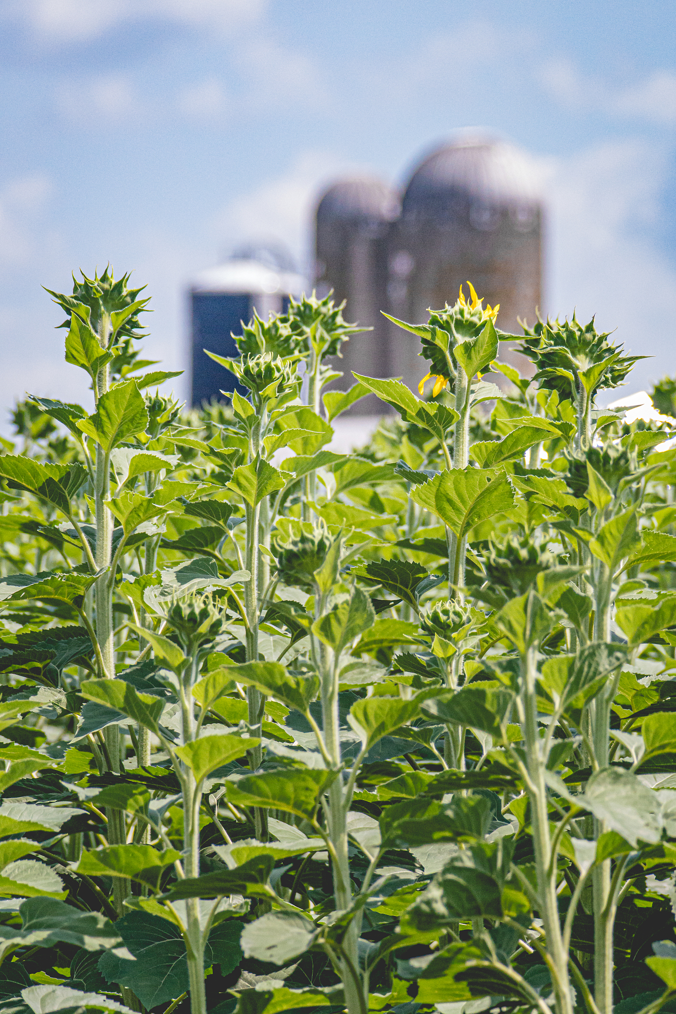 楚雄农业学校2022年有哪些专业