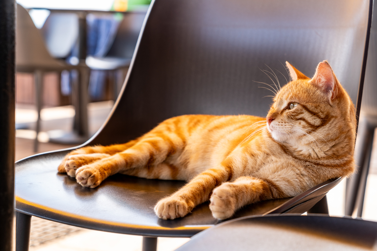 【猫奴日记】如何帮胖乎乎的猫咪度过炎炎夏日？