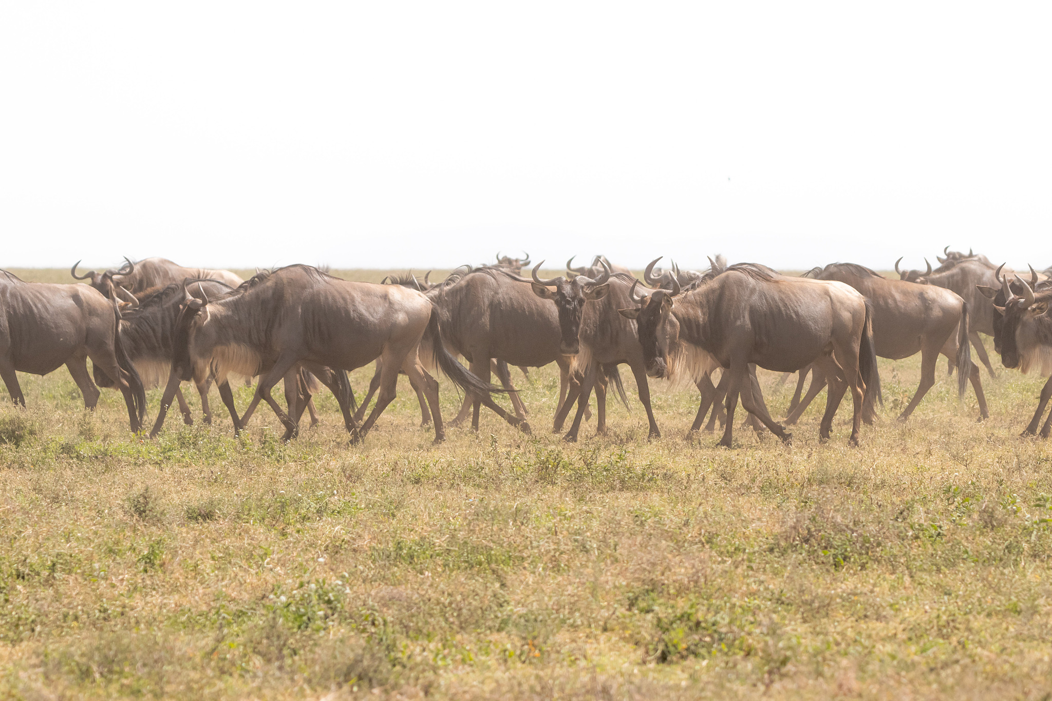wildebeests in serengeti national park, tanzania