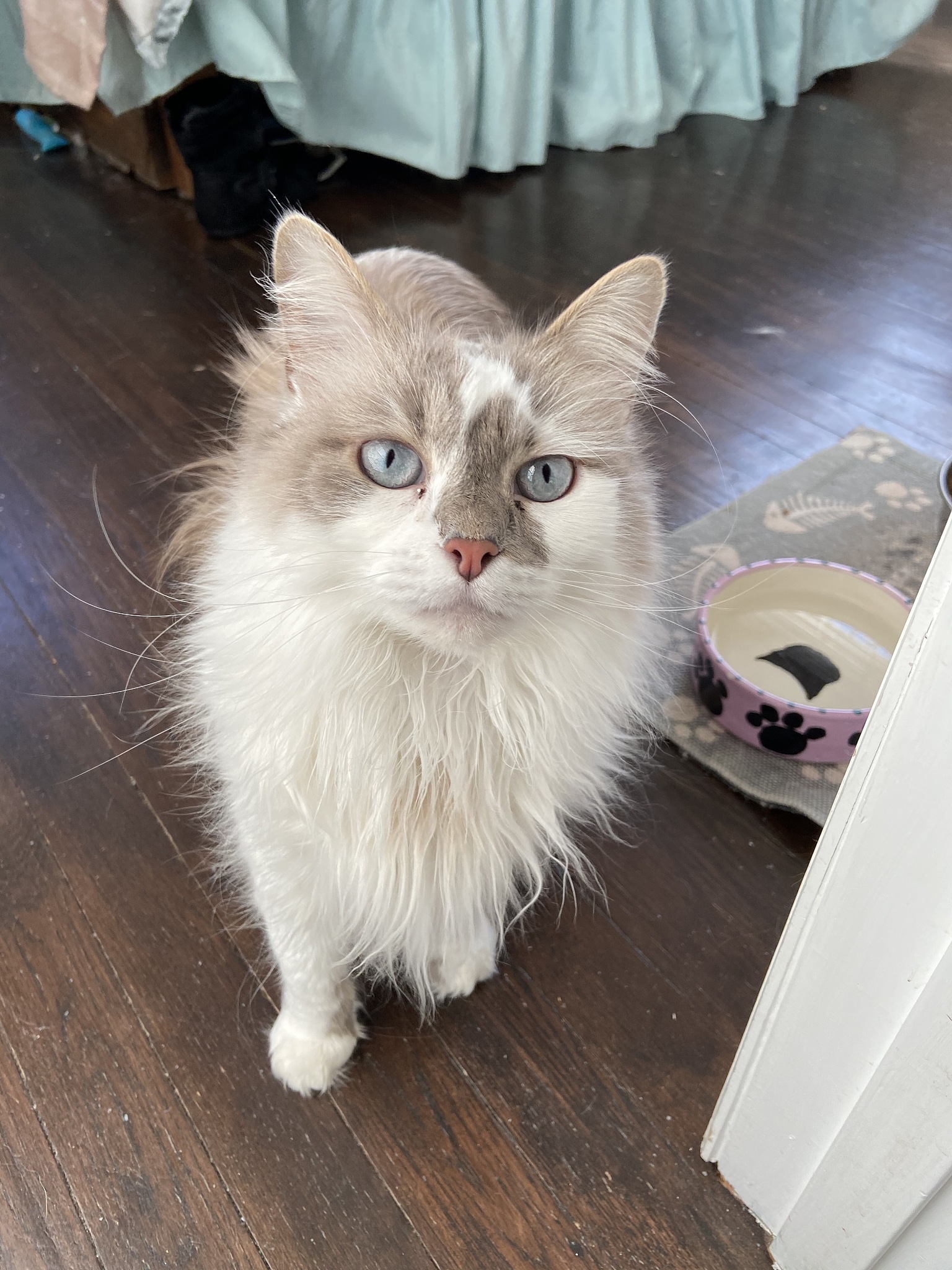德文卷毛猫幼猫头上长痘痘？别担心，只是卷毛的秘密！