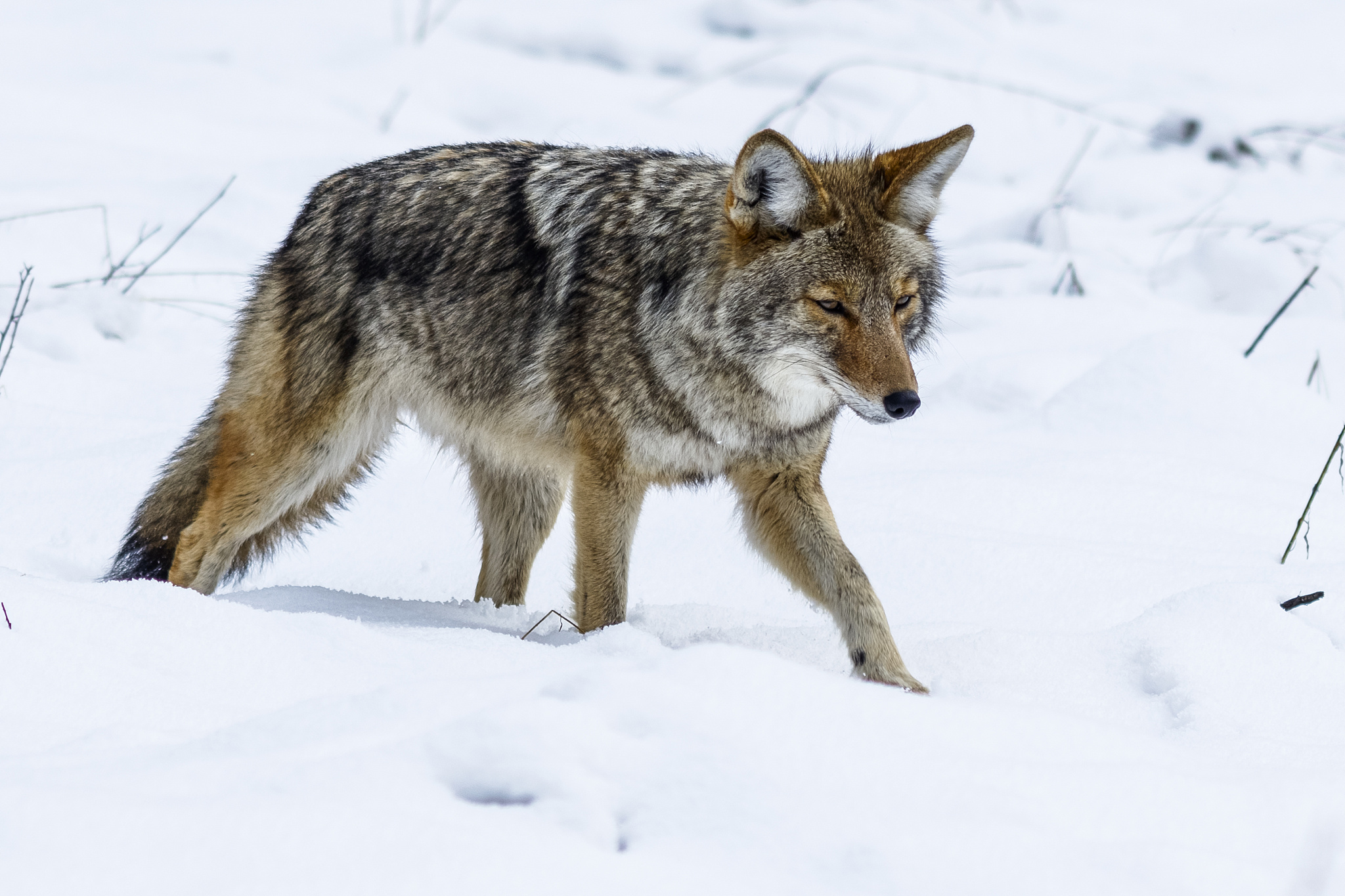 coyote (canis latrans) hunting in the snow in yosemite valley, y