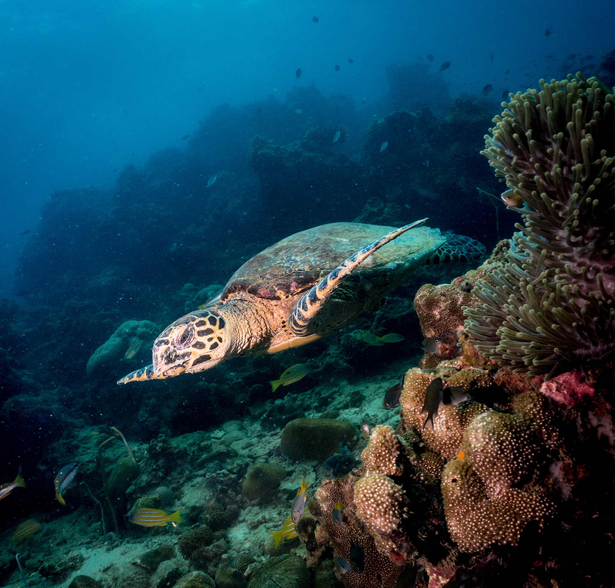 Applied Animal Behaviour Science 期刊：研究范围及应用