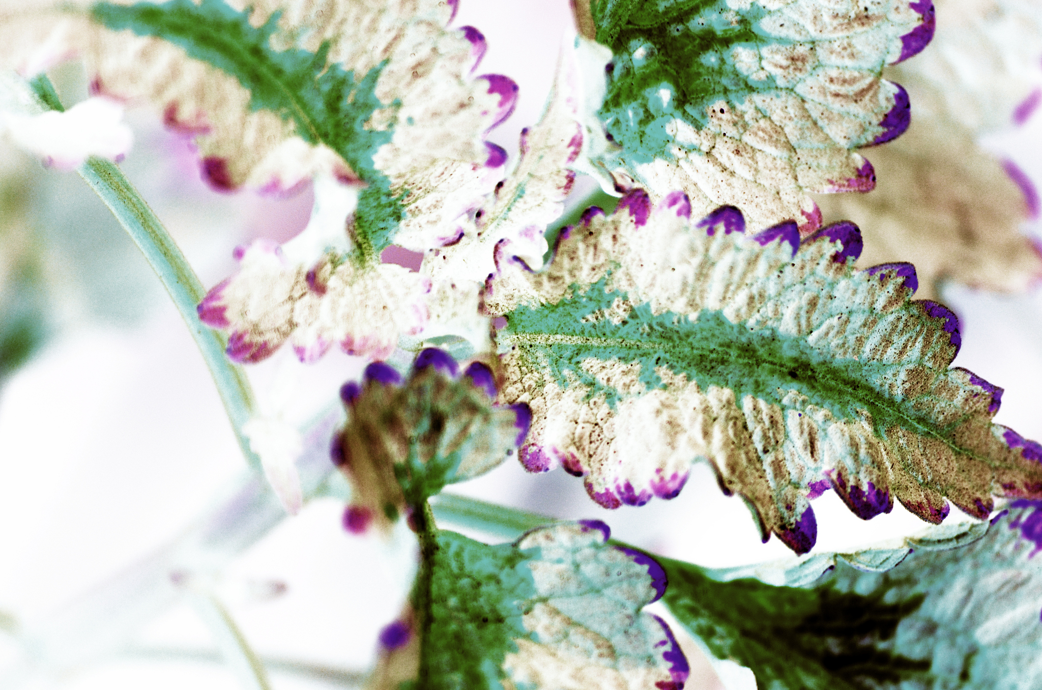 电导率、水位、树的遮荫会影响植物的哪些因素