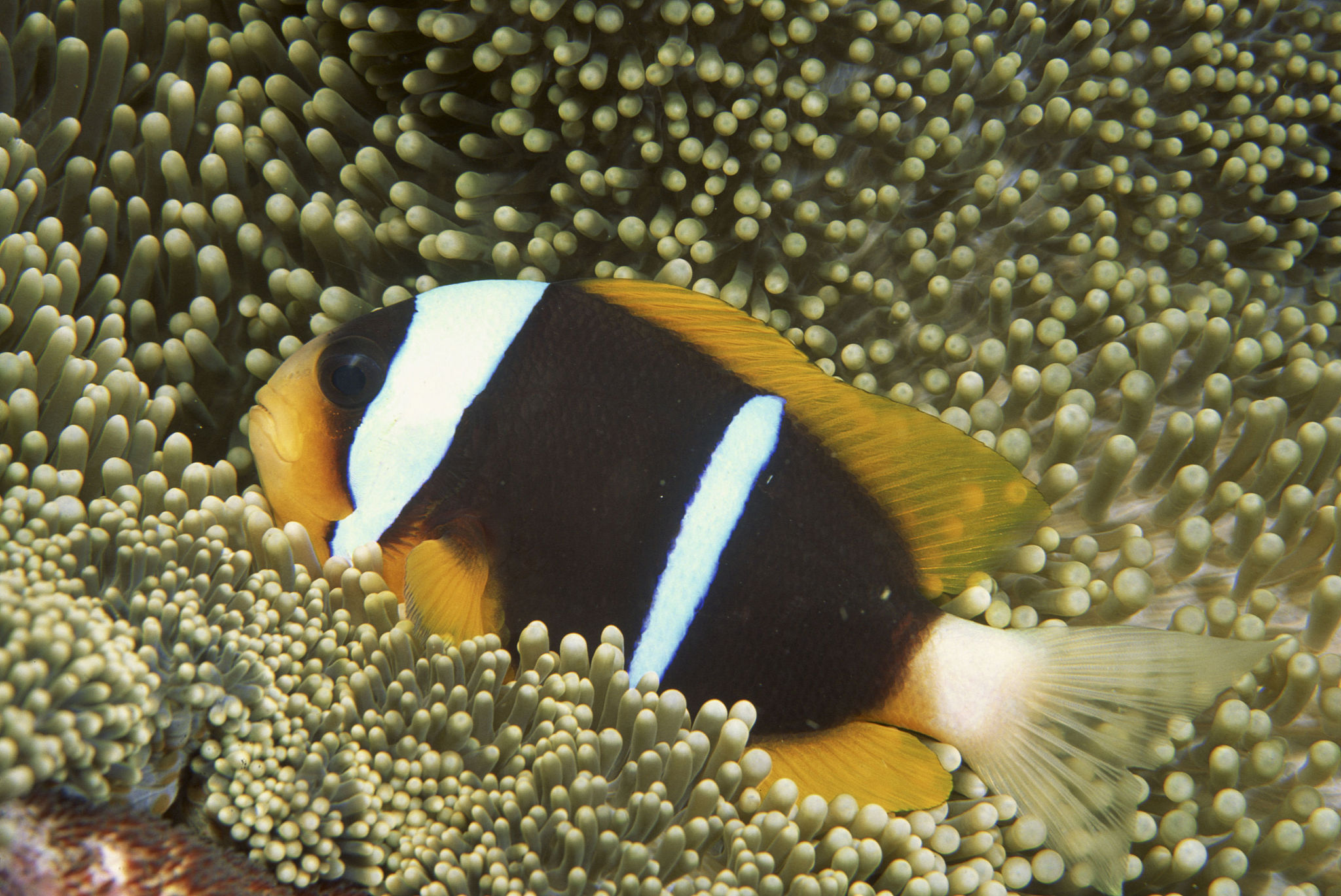 应用鱼类学杂志 (Journal of Applied Ichthyology): 权威鱼类学研究期刊