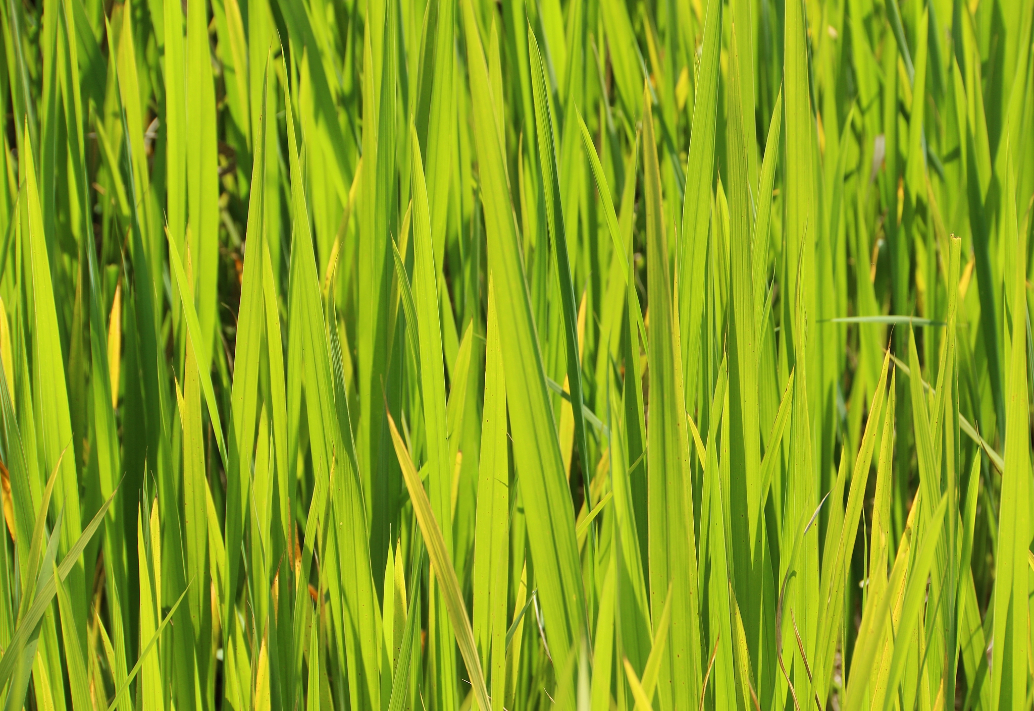 水中溶解氧对净光合速率的影响