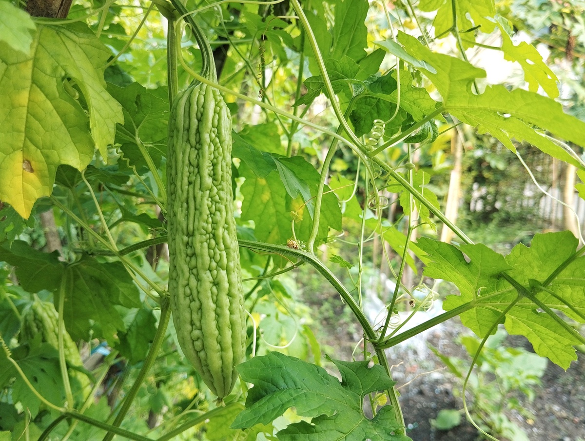 苦瓜种植技术要领