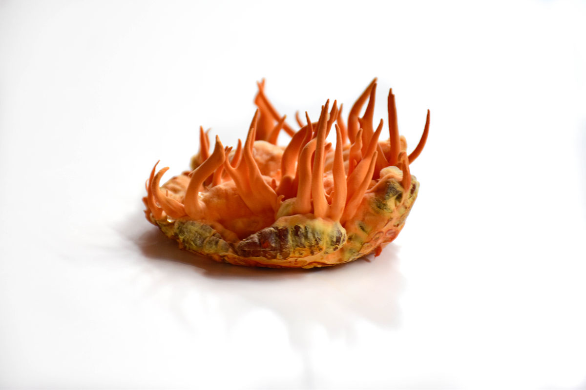 蚕蛹与蚕的幼虫有哪些相同与不同?